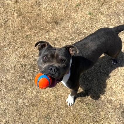 Enzo, Adoptable, Young Male Pit Bull Terrier.