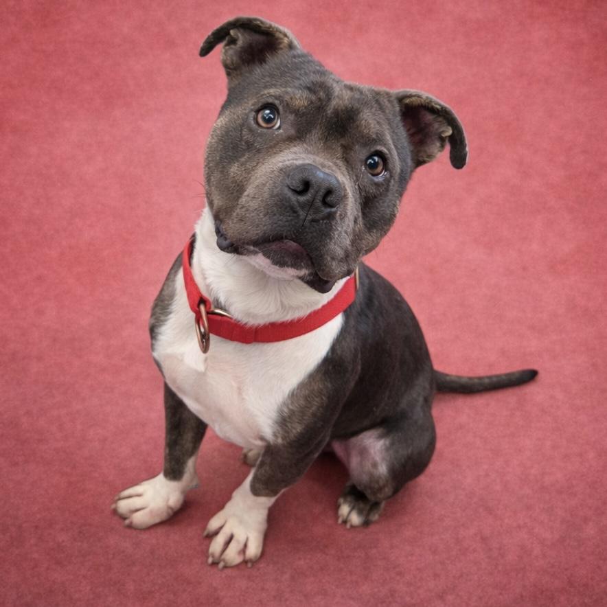 Enzo, Adoptable, Young Male Pit Bull Terrier.