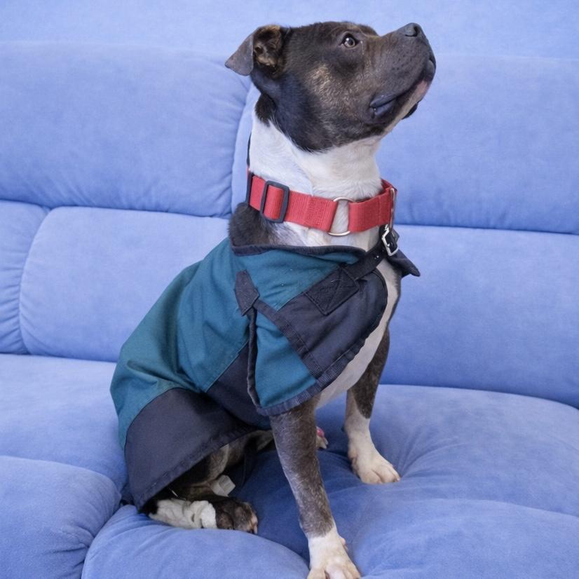 Enlarge Enzo, a Adoptable mixed breed in Long Beach, WA image 3/5