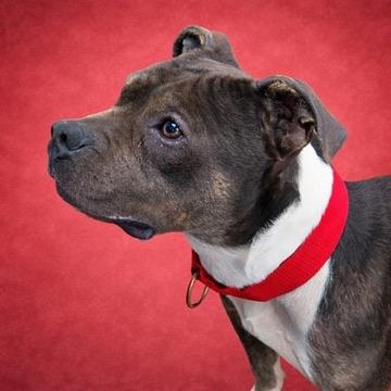 Enzo, Adoptable, Young Male Pit Bull Terrier.