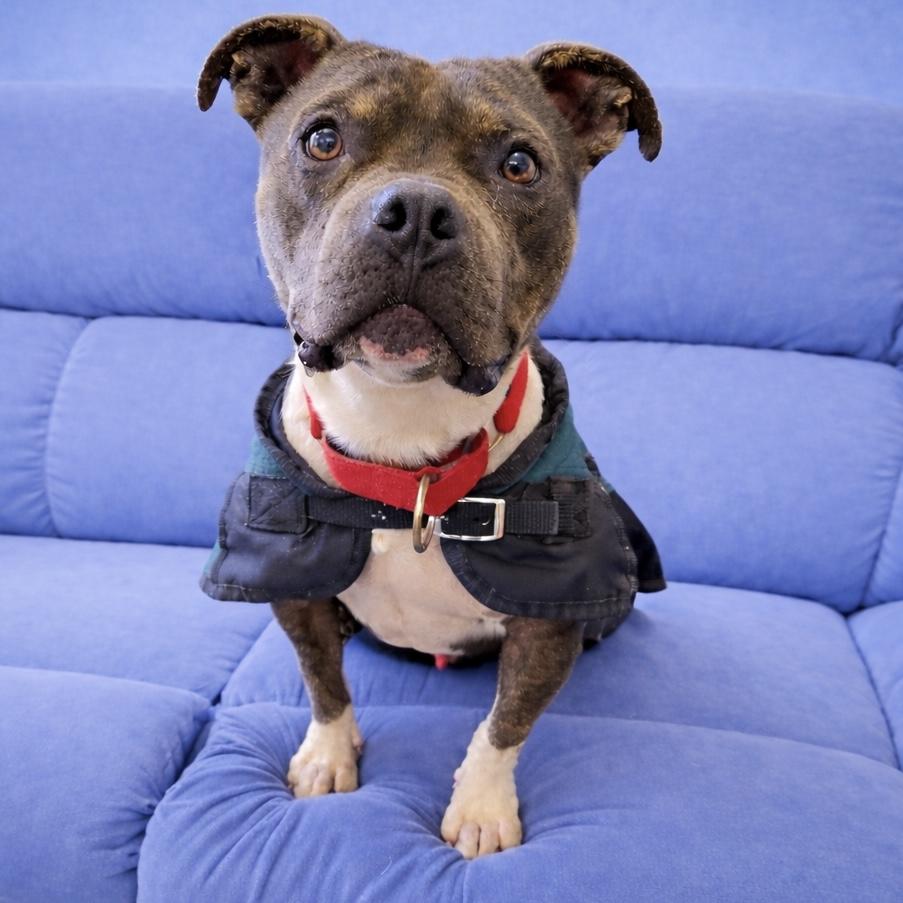 Enlarge Enzo, a Adoptable mixed breed in Long Beach, WA image 4/5