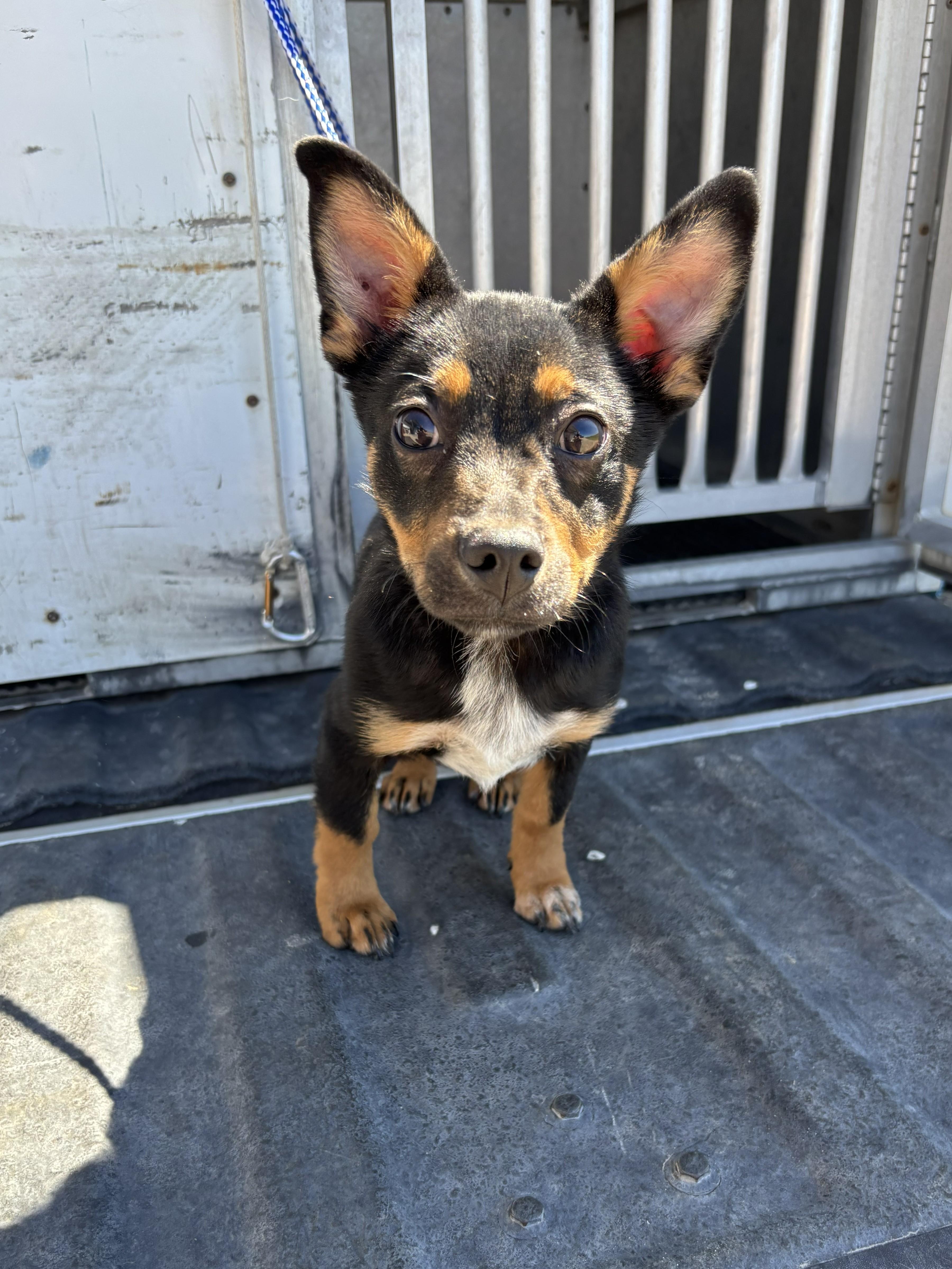 Enlarge Stitch - on hold, Tagged4Rescue, a ADOPTABLE mixed breed in Edna, TX image 1/1