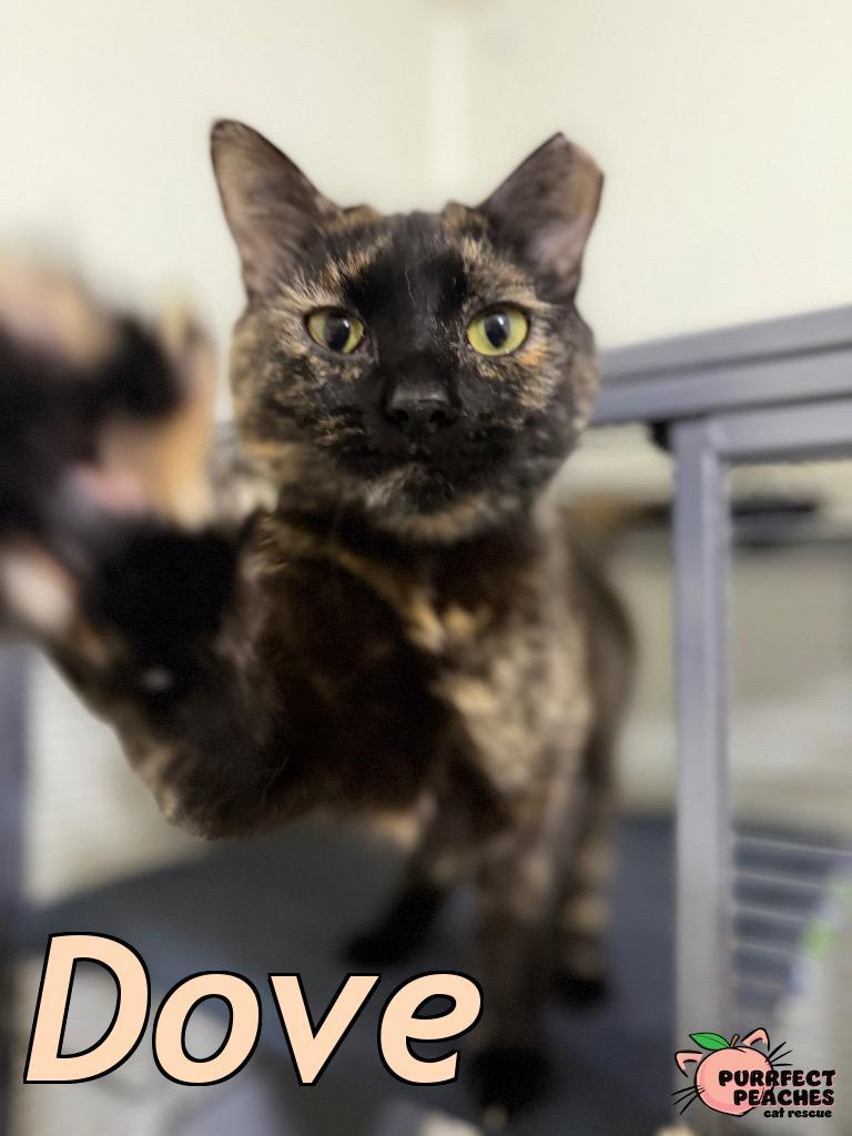 Dove, Adoptable, Young Female Domestic Short Hair.