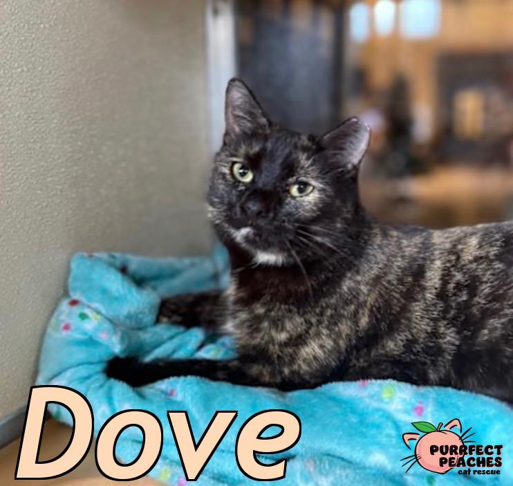 Dove, a Adoptable mixed breed in Douglasville, GA image 2/2