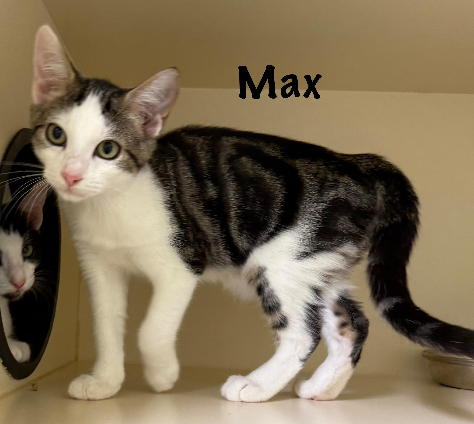 Max, Baby Male unknown