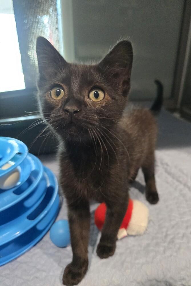 Enlarge Rampage, a Adoptable mixed breed in Wellington, KS image 1/6