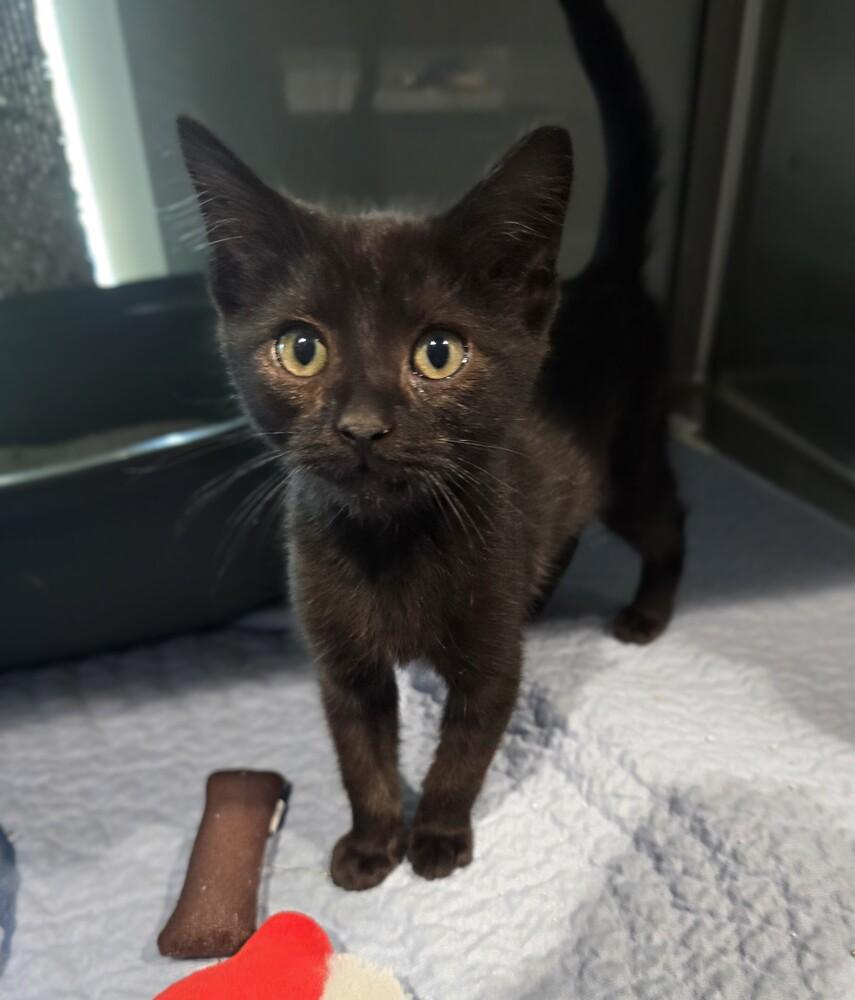 Enlarge Rampage, a Adoptable mixed breed in Wellington, KS image 3/6