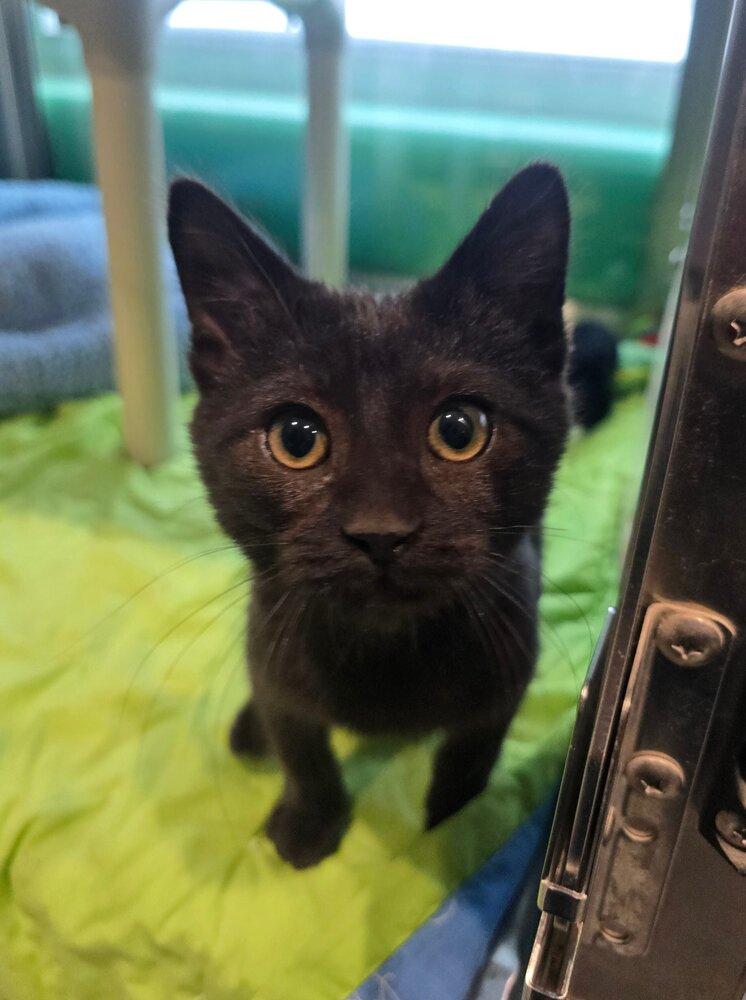 Enlarge Rampage, a Adoptable mixed breed in Wellington, KS image 5/6