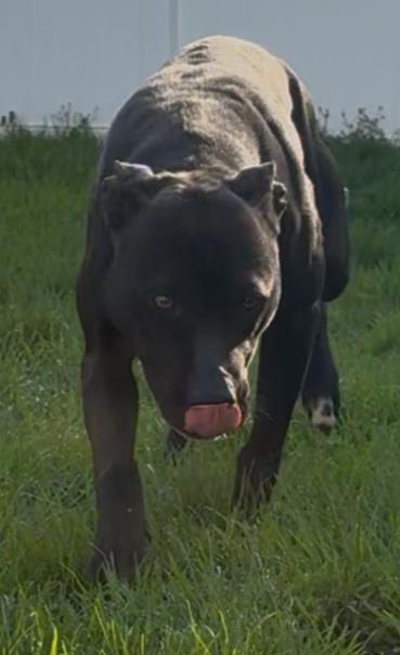 Nina, a ADOPTABLE Mixed Breed in Belleville, MI image 2/2