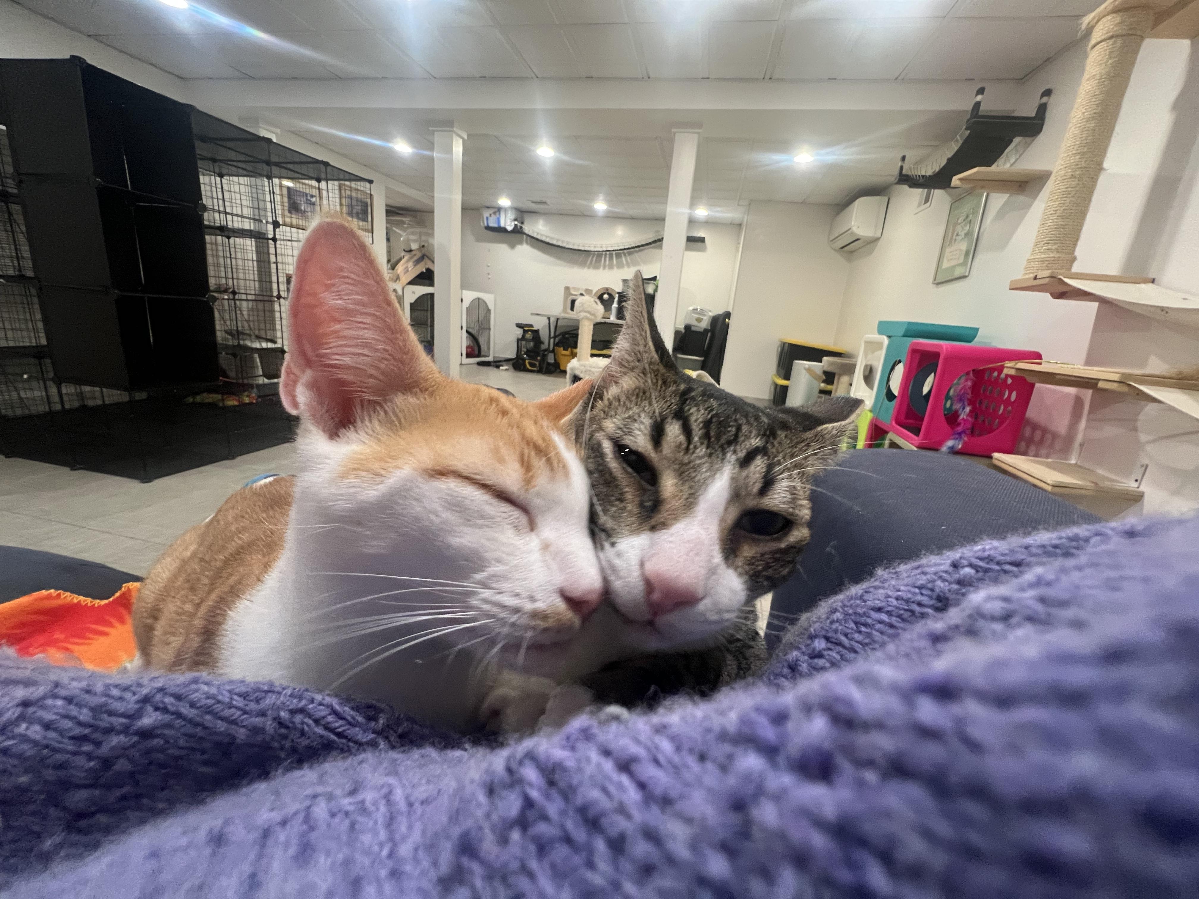 Ginger and Ziggy, Adoptable, Kitten Male Domestic Short Hair.