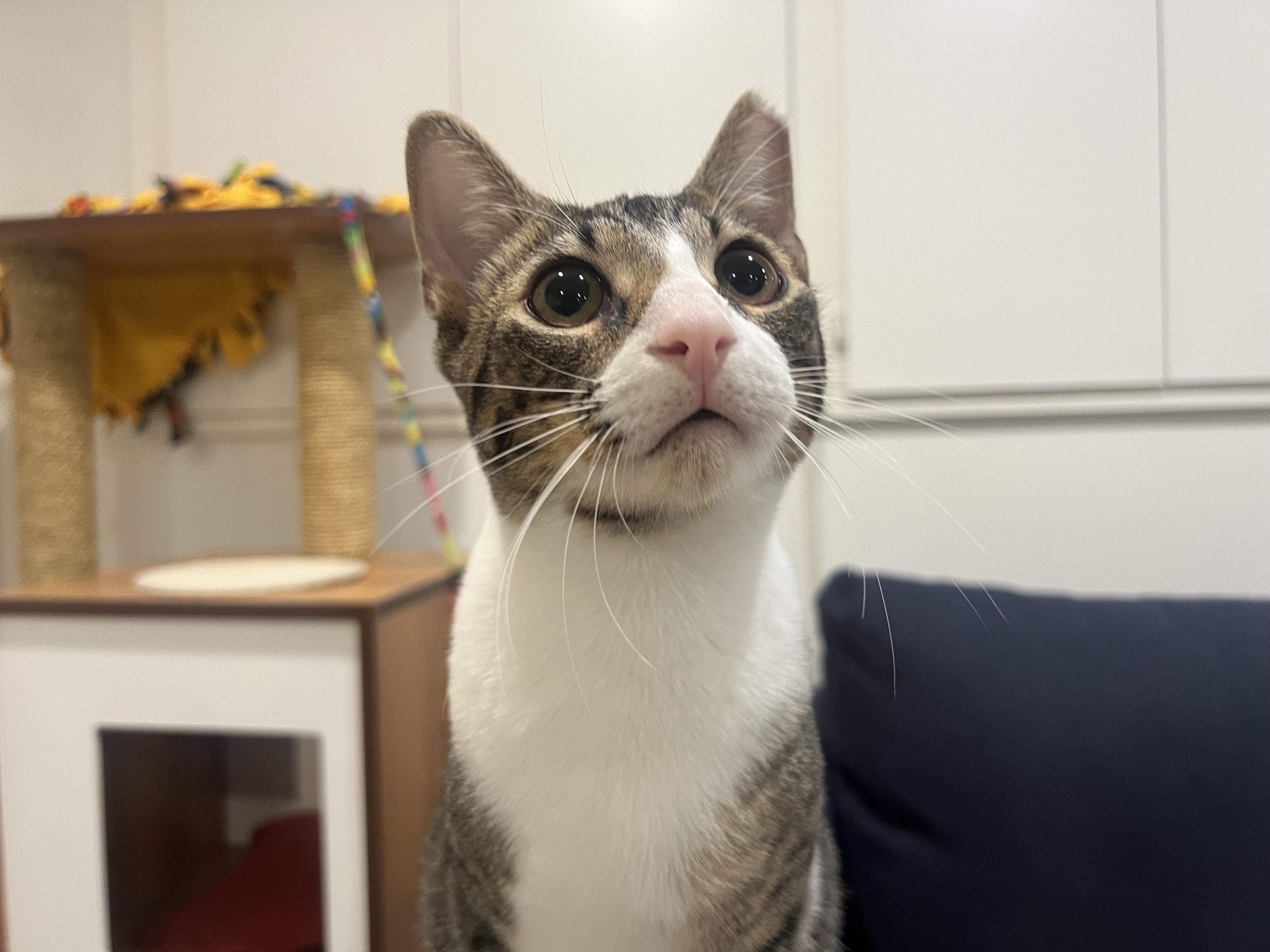 Enlarge Ginger and Ziggy, a Adoptable Domestic Short Hair in Wellesley, MA image 3/6