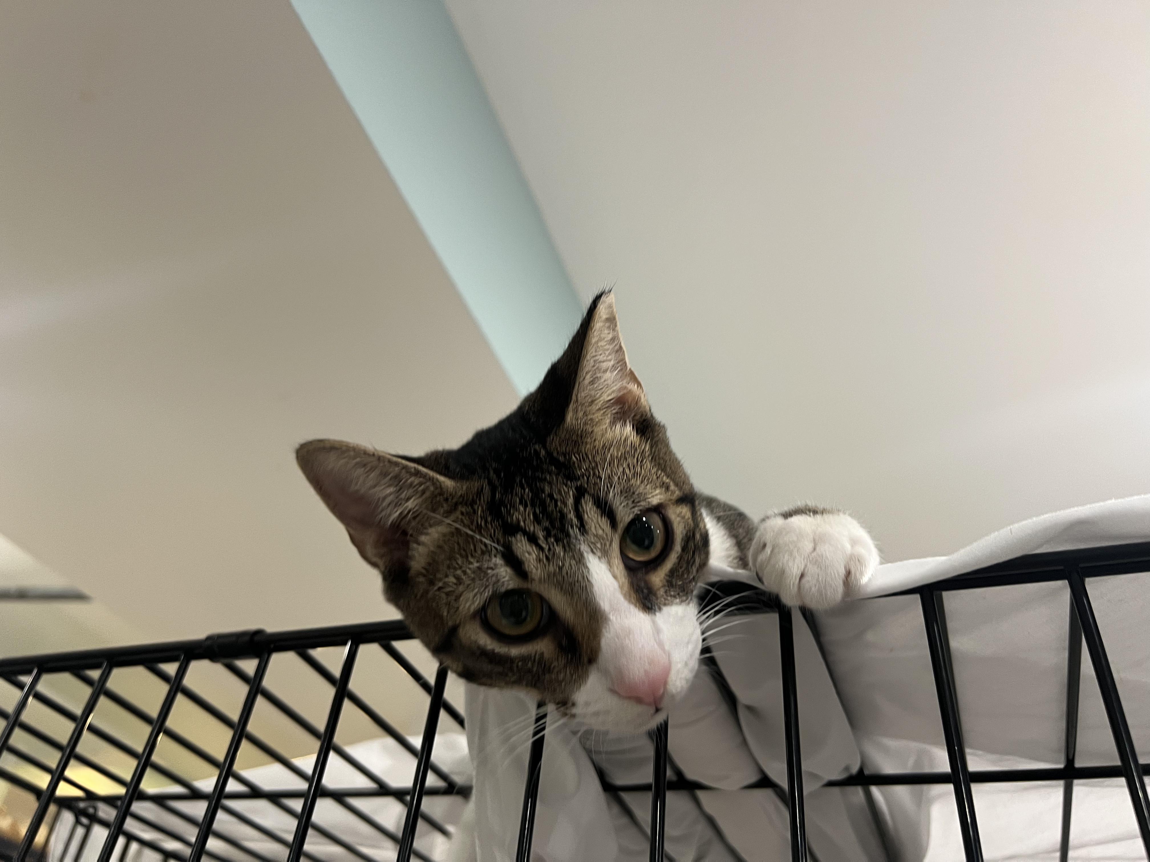 Enlarge Ginger and Ziggy, a Adoptable Domestic Short Hair in Wellesley, MA image 6/6