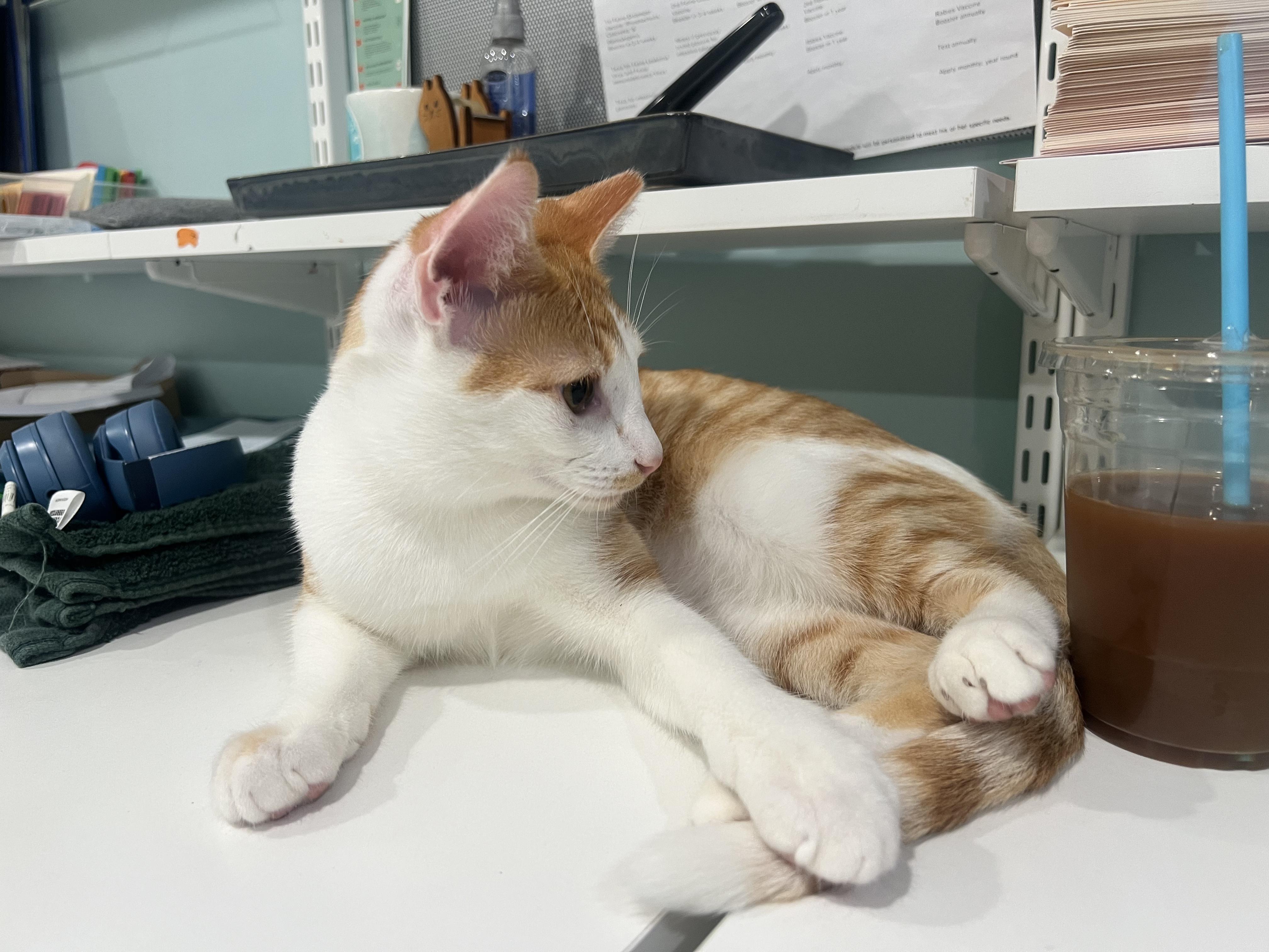 Enlarge Ginger and Ziggy, a Adoptable Domestic Short Hair in Wellesley, MA image 5/6