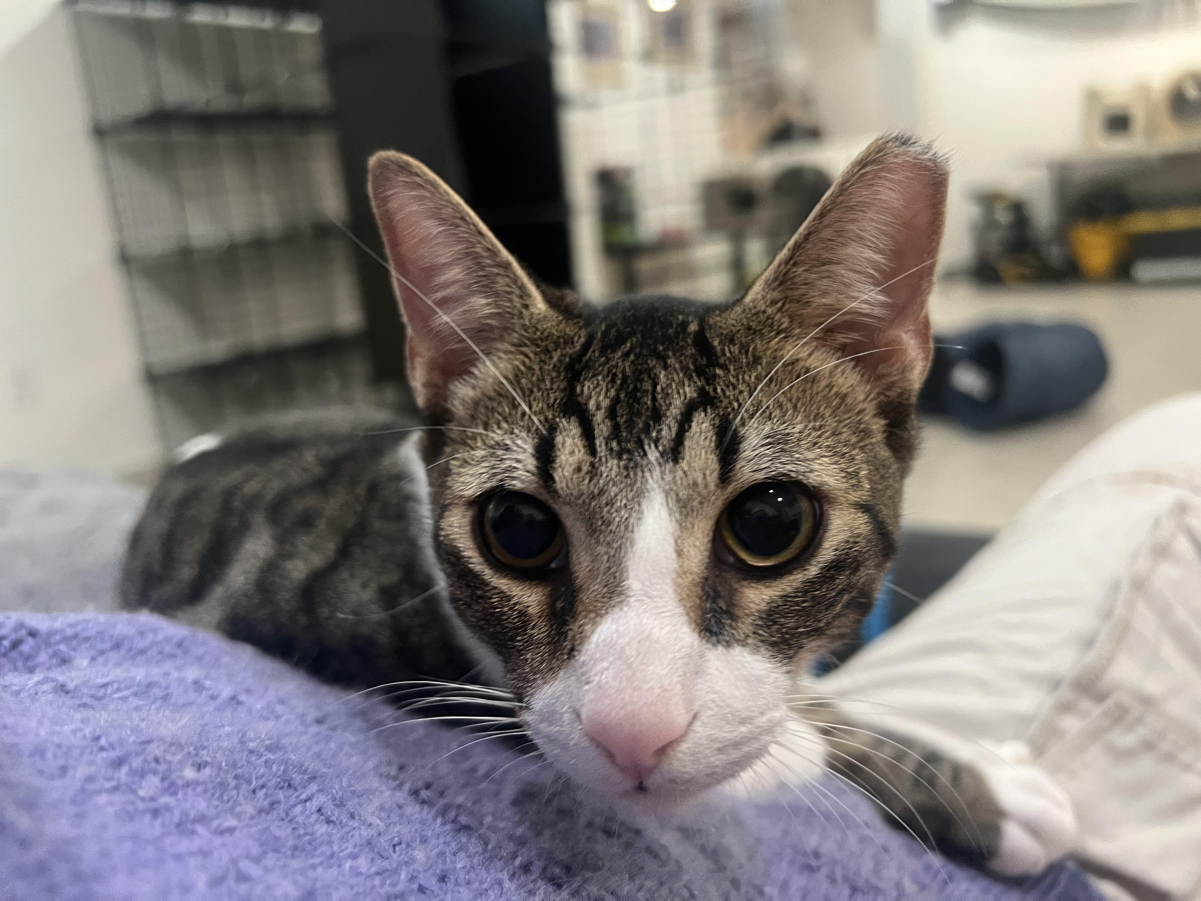 Enlarge Ginger and Ziggy, a Adoptable Domestic Short Hair in Wellesley, MA image 2/6