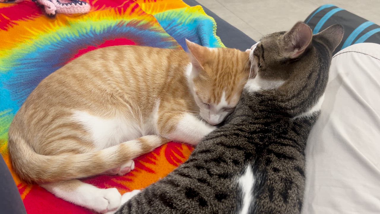 Enlarge Ginger and Ziggy, a Adoptable Domestic Short Hair in Wellesley, MA video 4/6