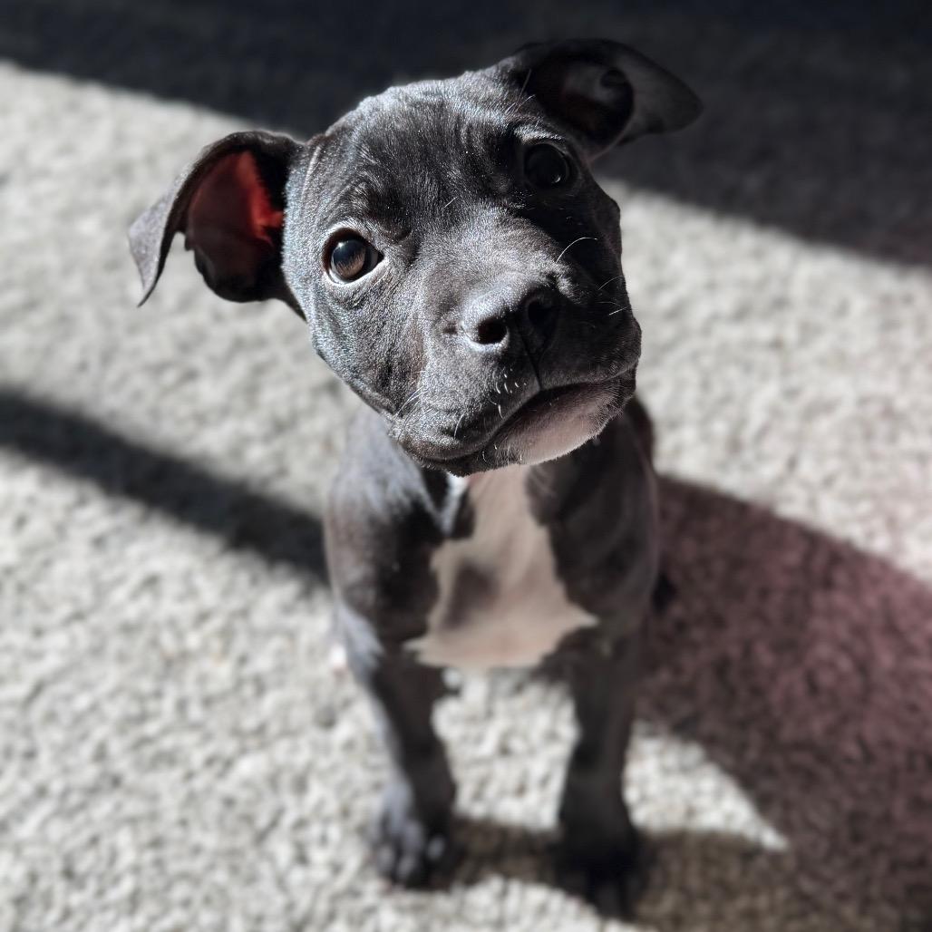Mae, Adoptable, Puppy Female Pit Bull Terrier & American Staffordshire Terrier.