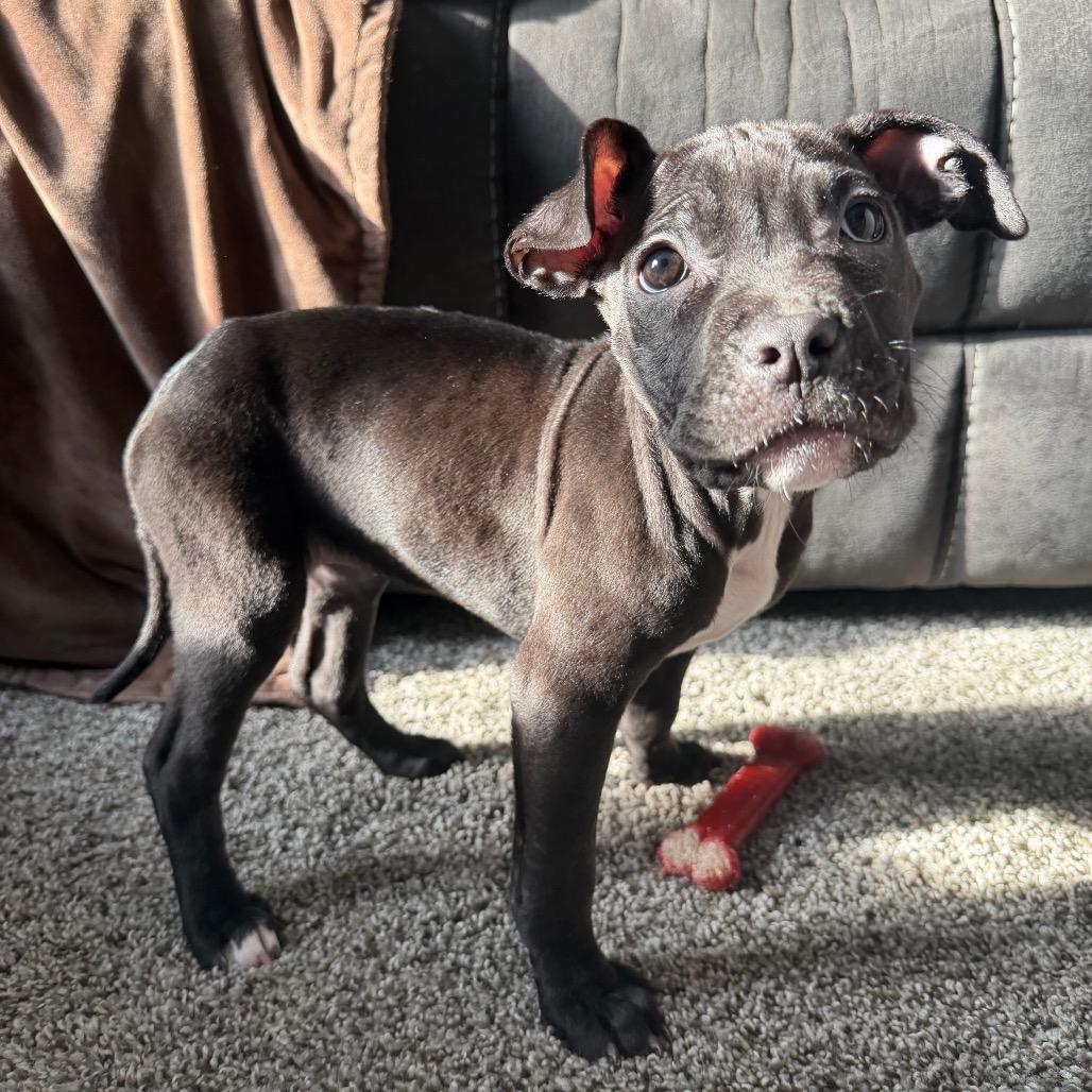 Enlarge Mae, a Adoptable mixed breed in Northville, MI image 2/6