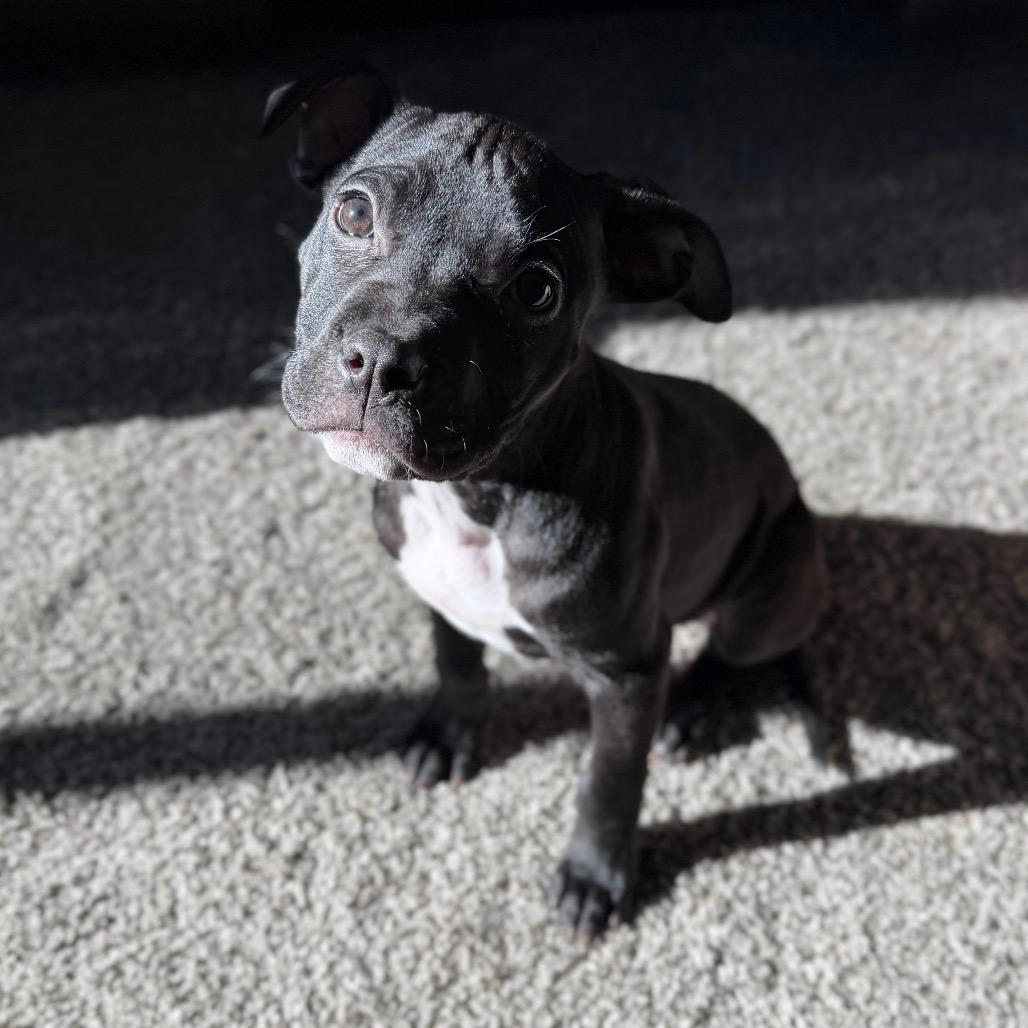 Enlarge Mae, a Adoptable mixed breed in Northville, MI image 3/6