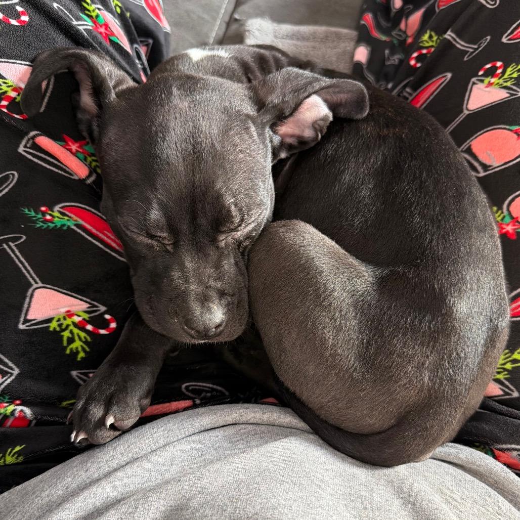 Enlarge Mae, a Adoptable mixed breed in Northville, MI image 4/6