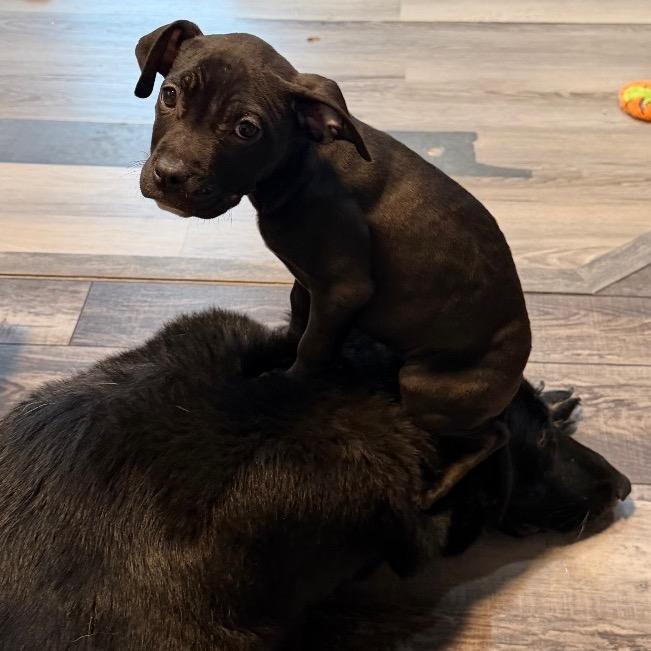 Enlarge Mae, a Adoptable mixed breed in Northville, MI image 5/6