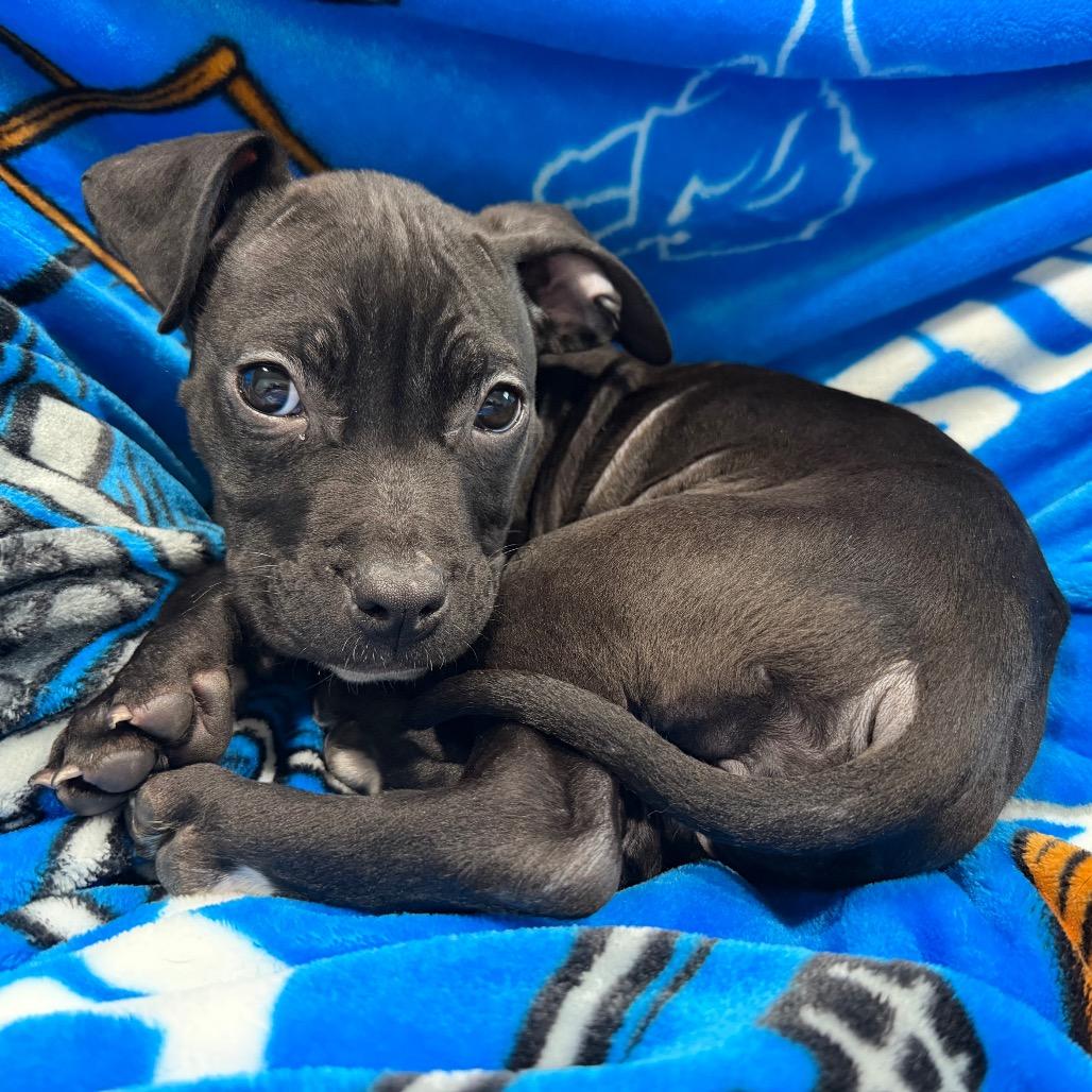 Enlarge Mae, a Adoptable mixed breed in Northville, MI image 6/6