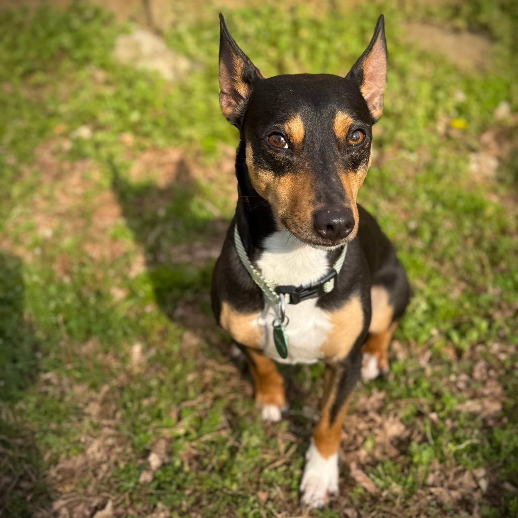 Snickers, Adoptable, Young Male Miniature Pinscher.