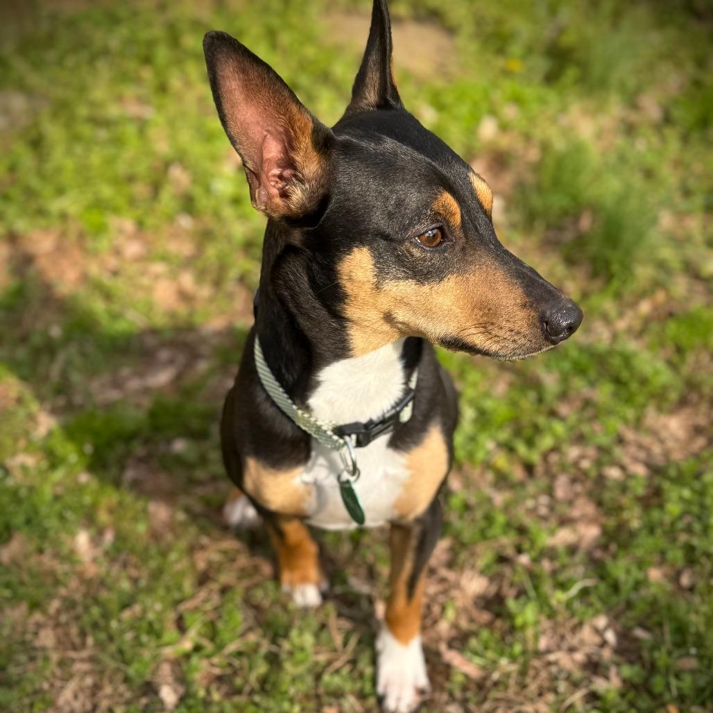 Enlarge Snickers, a Adoptable Miniature Pinscher in Greensboro, GA image 2/4