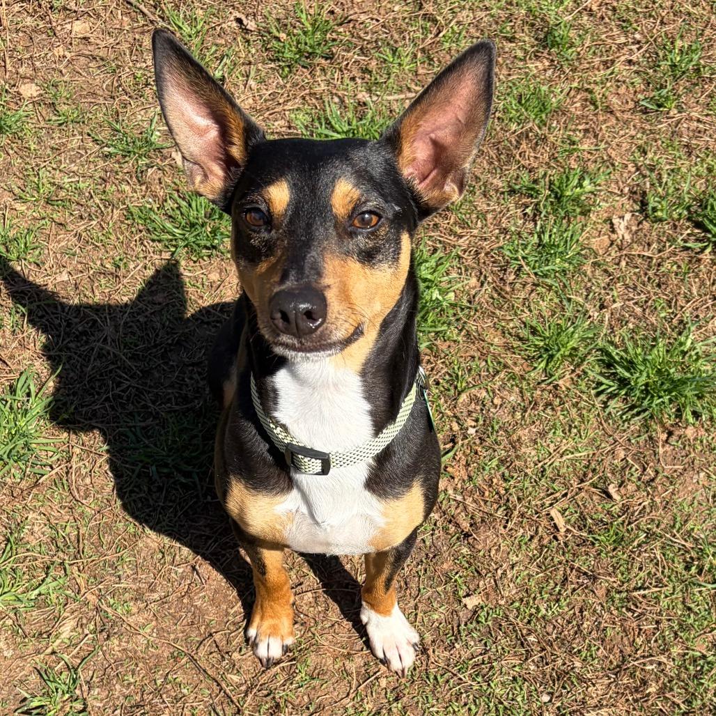 Enlarge Snickers, a Adoptable Miniature Pinscher in Greensboro, GA image 3/4