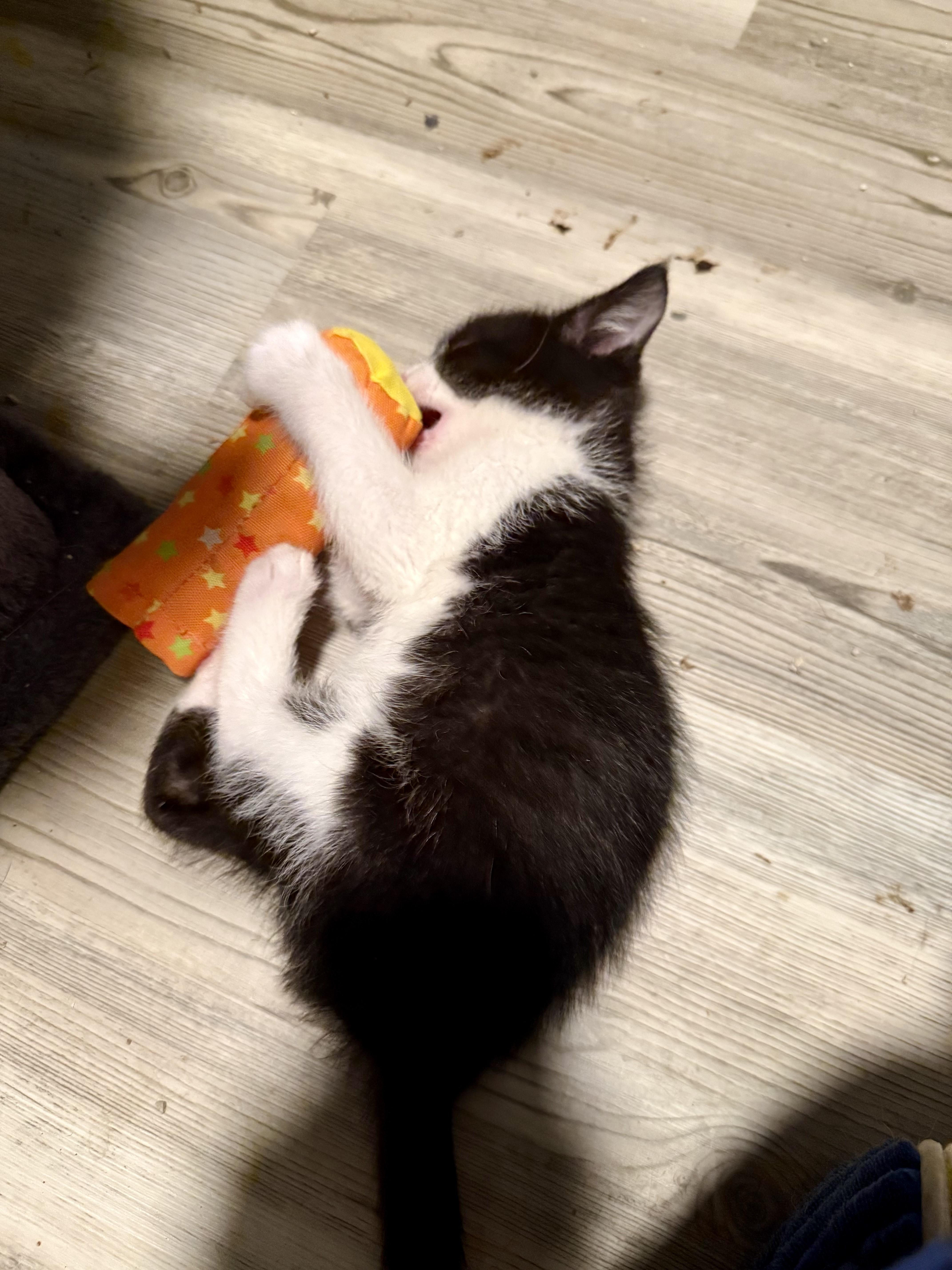 Rollo, a ADOPTABLE Domestic Short Hair in Salt Lake City, UT image 3/6