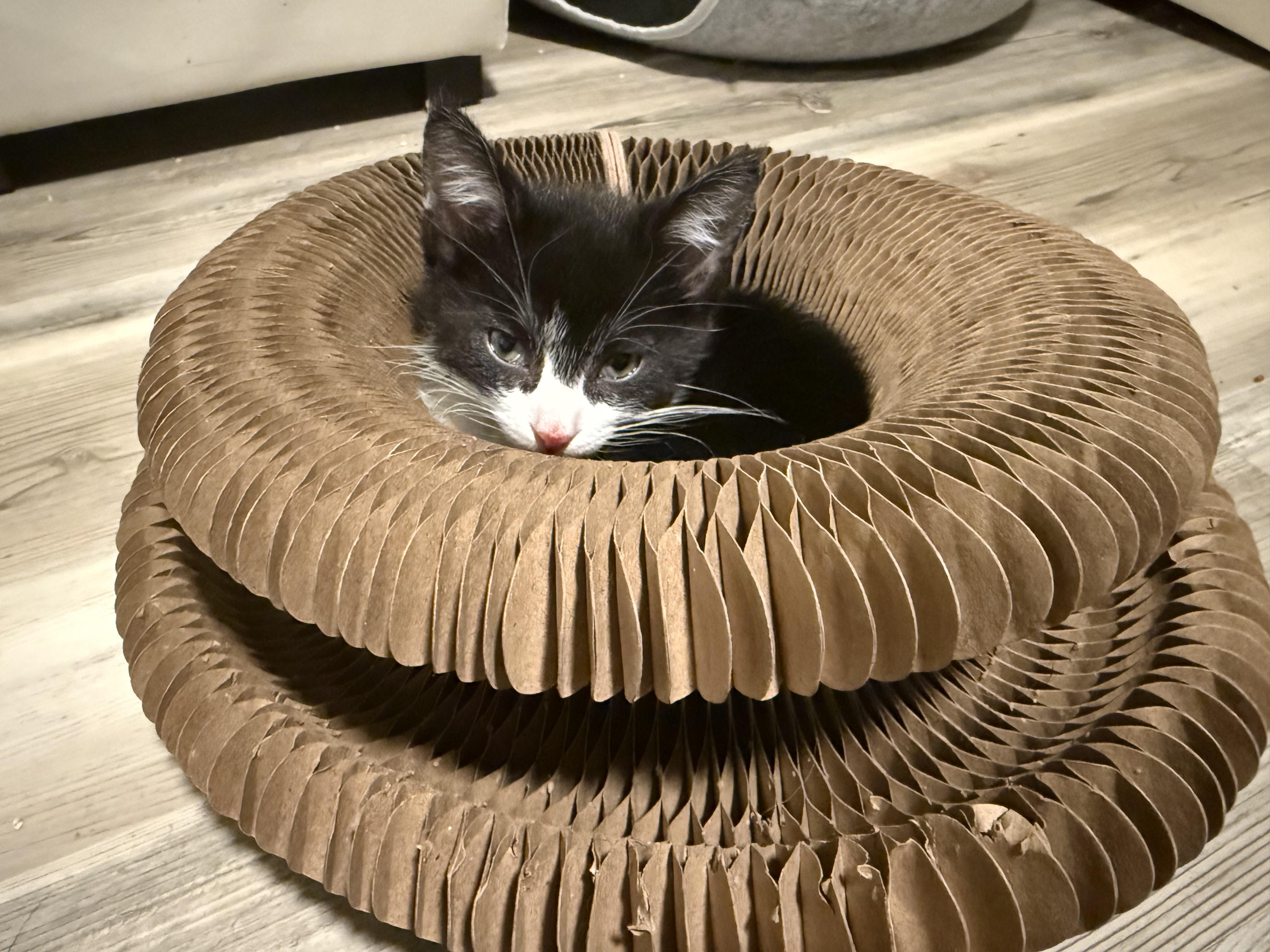 Rollo, a ADOPTABLE Domestic Short Hair in Salt Lake City, UT image 2/6