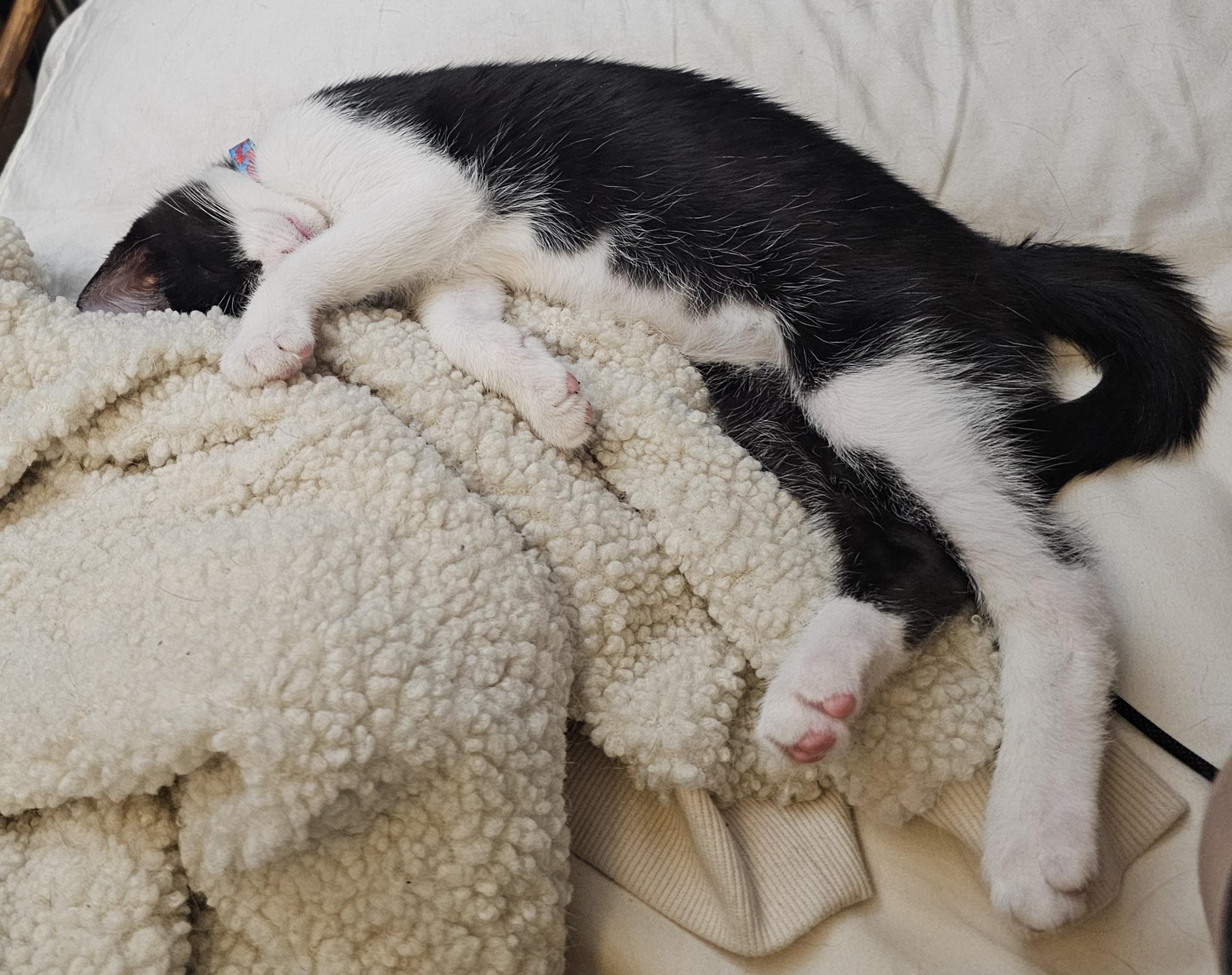 Rollo, a ADOPTABLE Domestic Short Hair in Salt Lake City, UT image 5/6