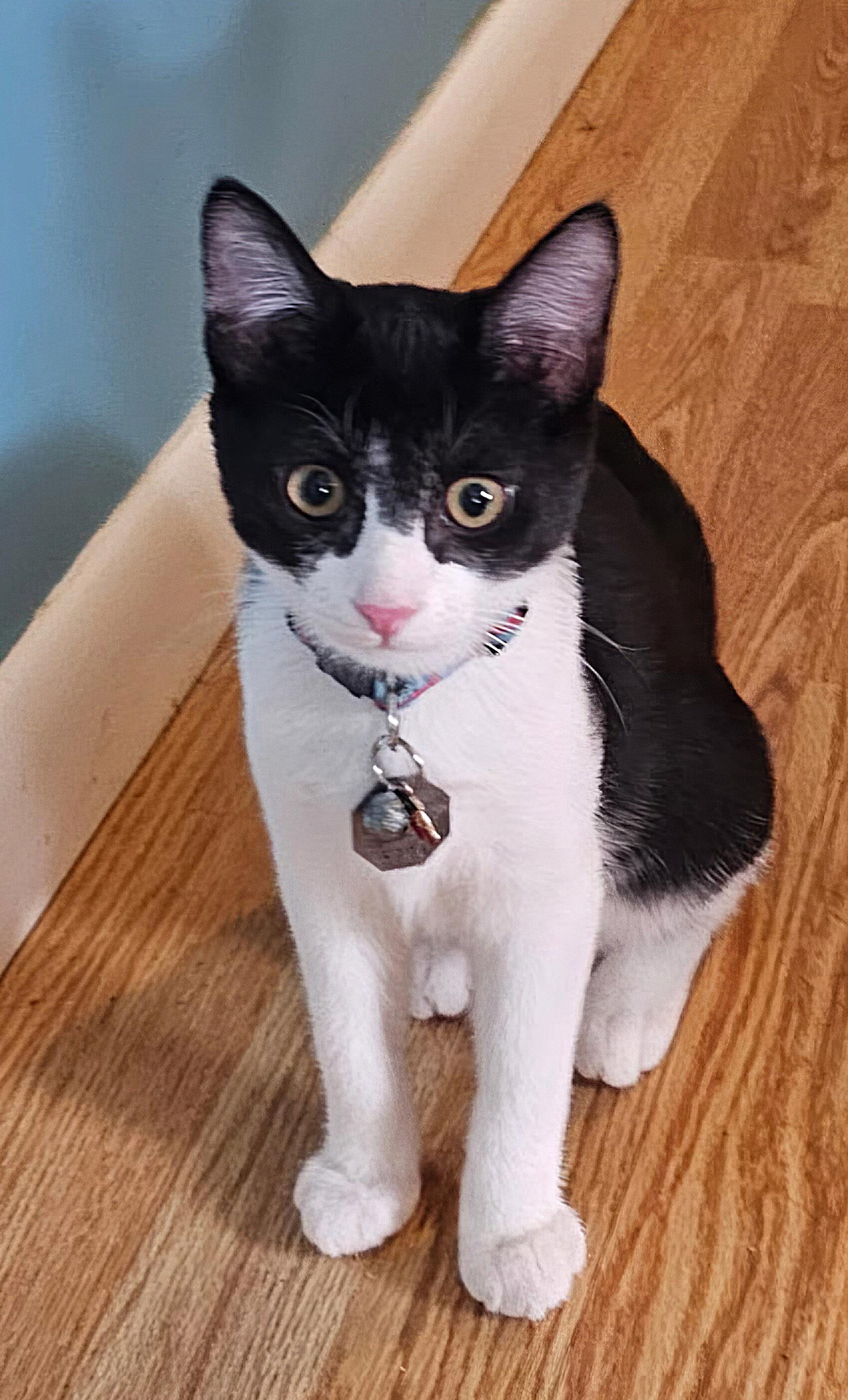 Rollo, a ADOPTABLE Domestic Short Hair in Salt Lake City, UT image 6/6