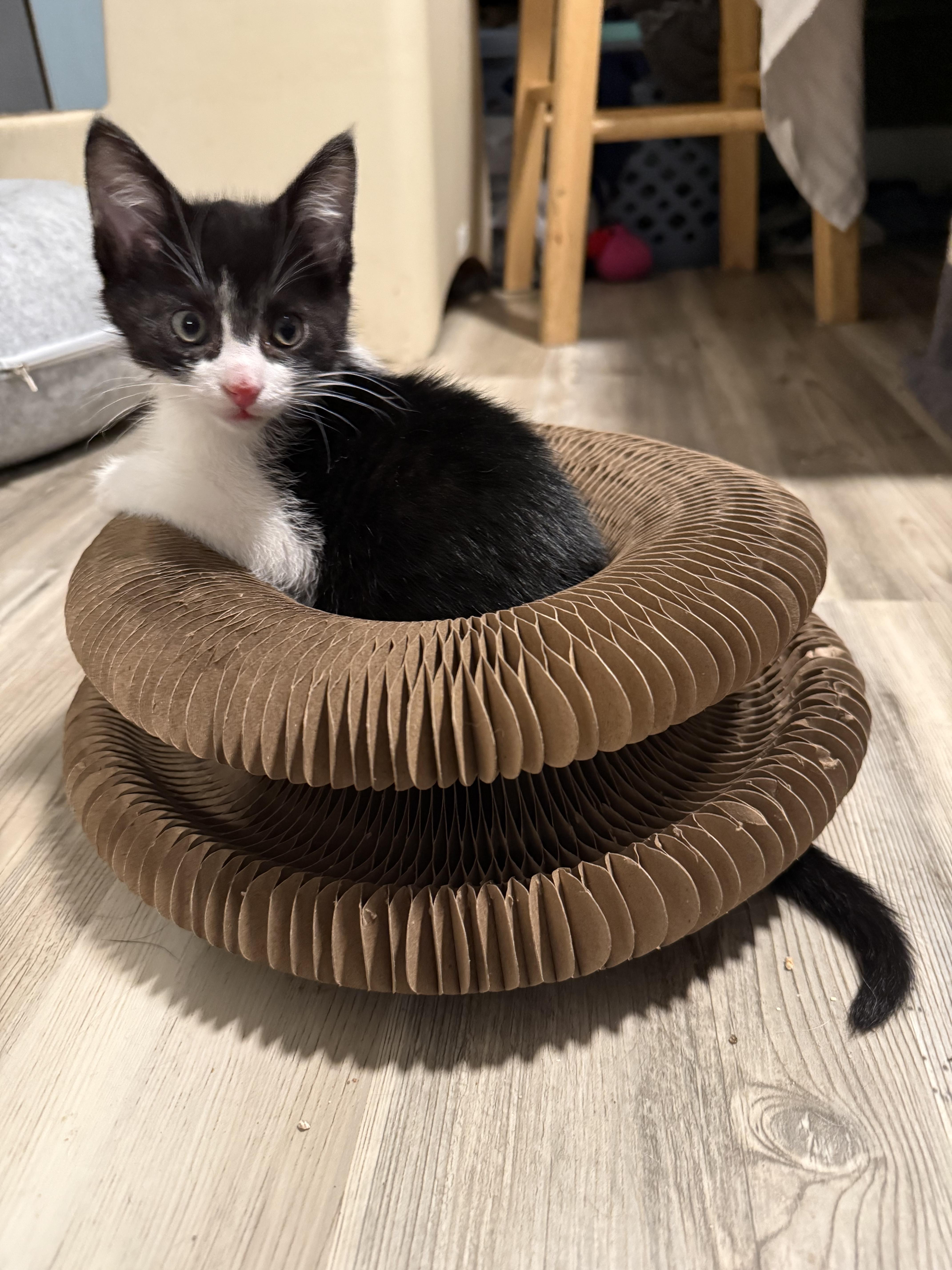 Rollo, a ADOPTABLE Domestic Short Hair in Salt Lake City, UT image 6/6