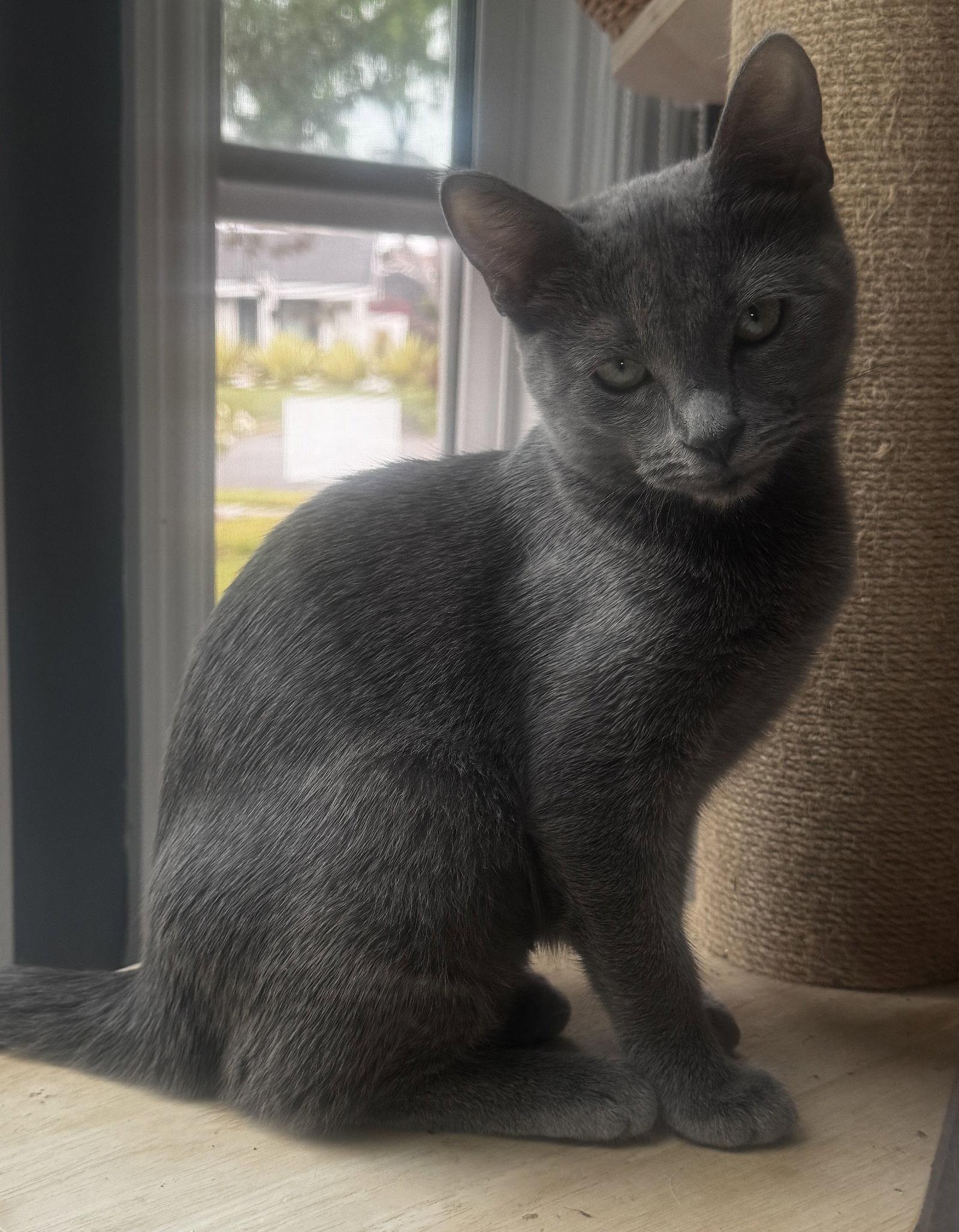 Enlarge Azalea, a Adoptable Domestic Short Hair in Seal Beach, CA image 1/1
