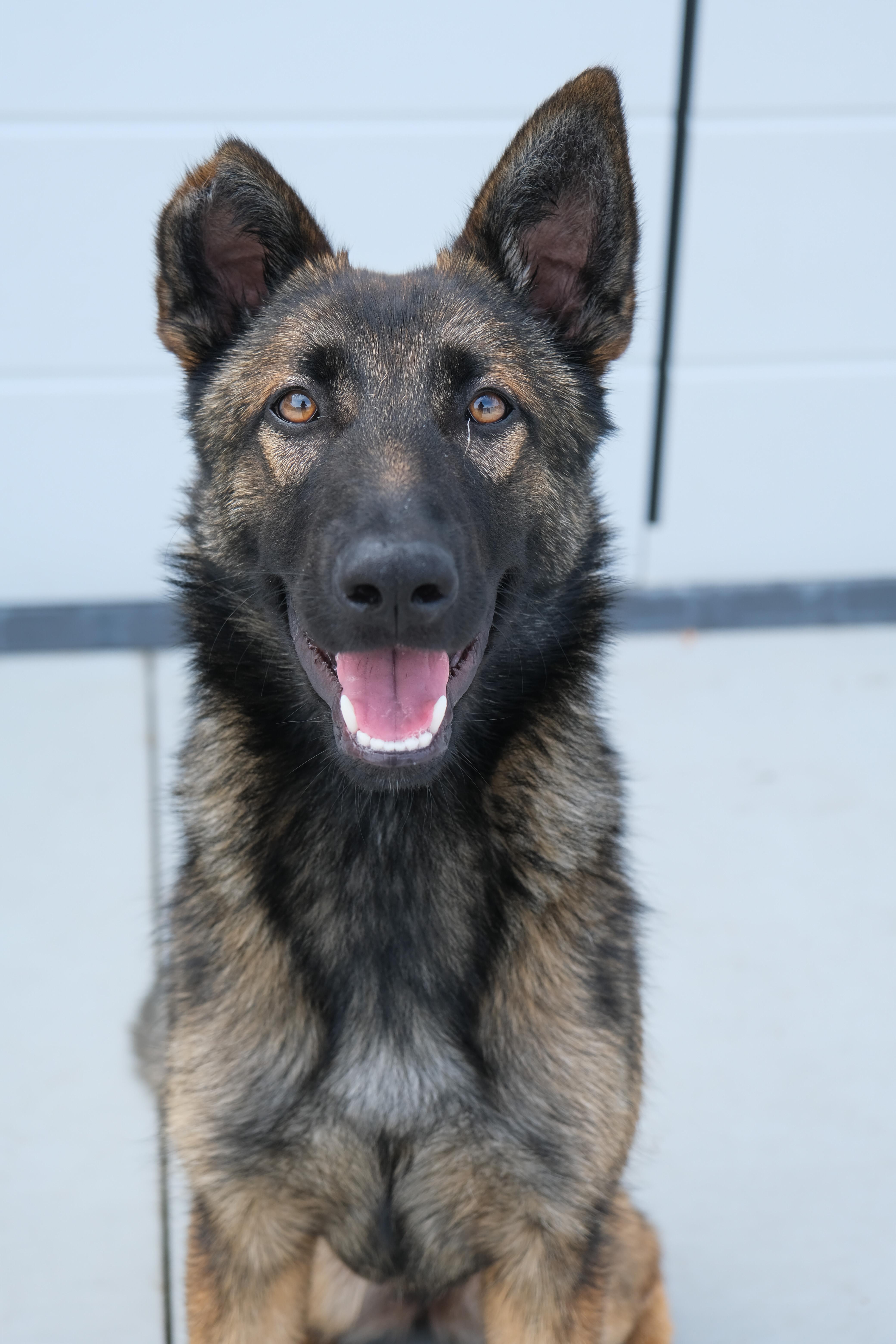 Enlarge Willow, a ADOPTABLE German Shepherd Dog in Newport Beach, CA image 5/5