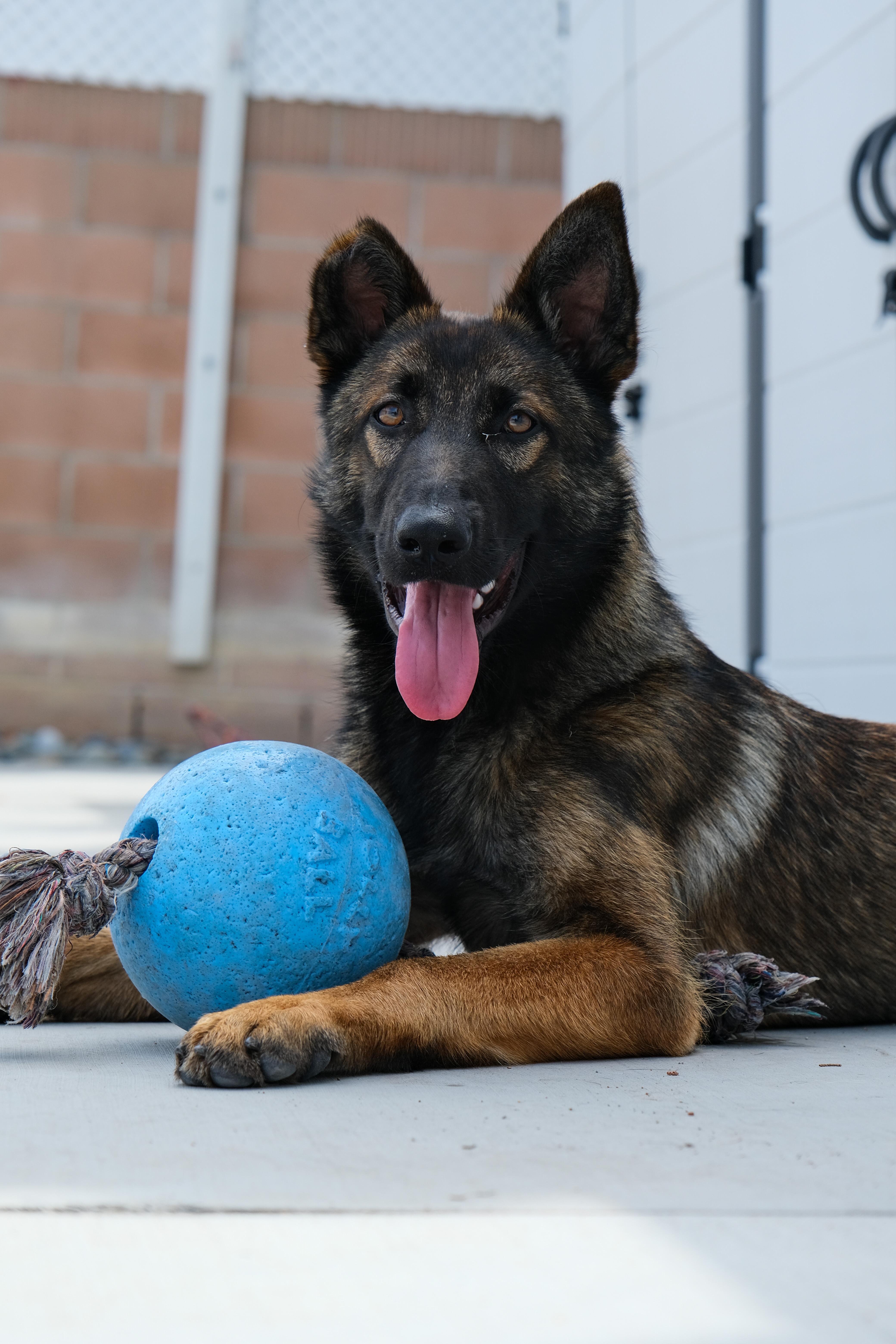 Enlarge Willow, a ADOPTABLE German Shepherd Dog in Newport Beach, CA image 2/5