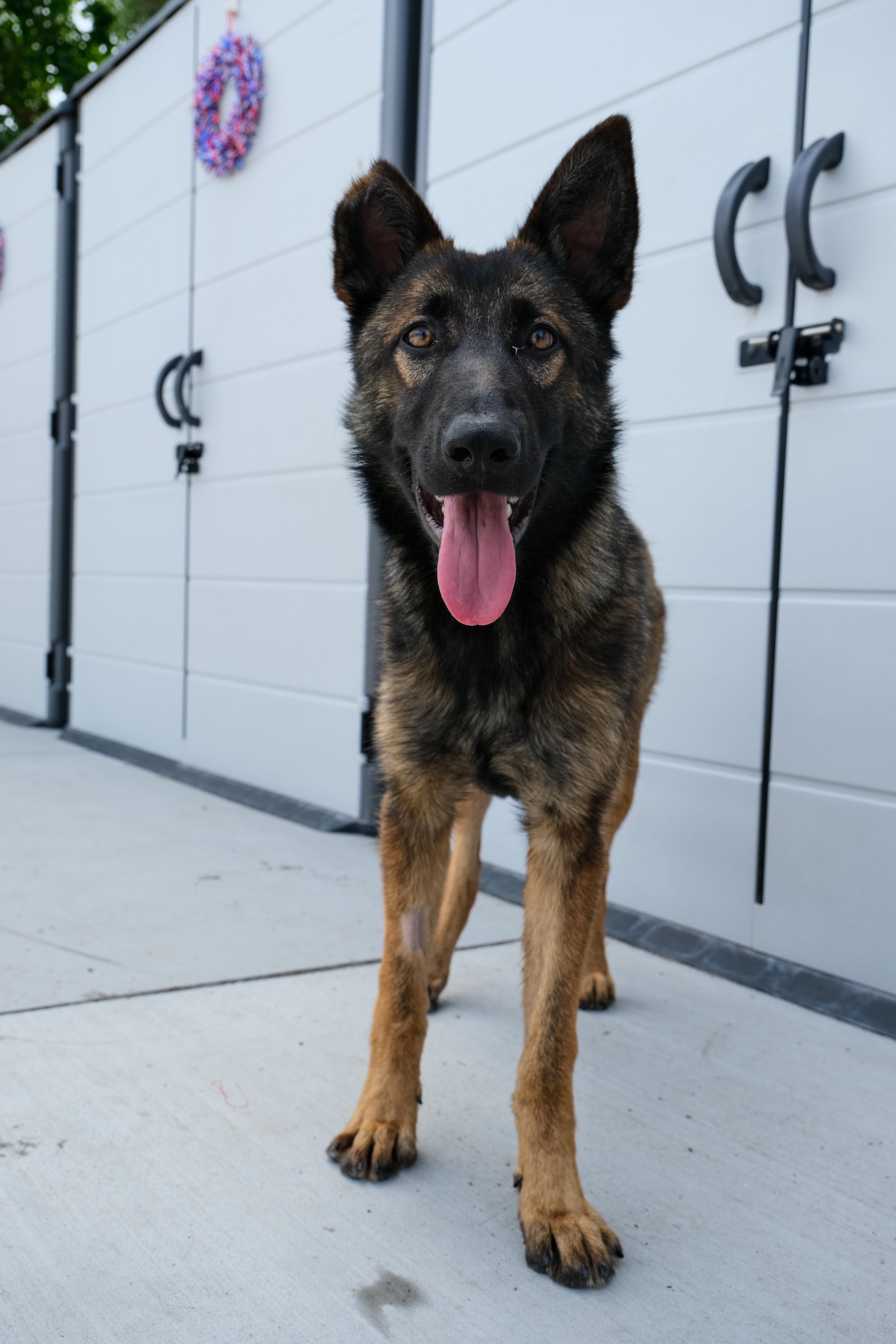 Enlarge Willow, a ADOPTABLE German Shepherd Dog in Newport Beach, CA image 3/5