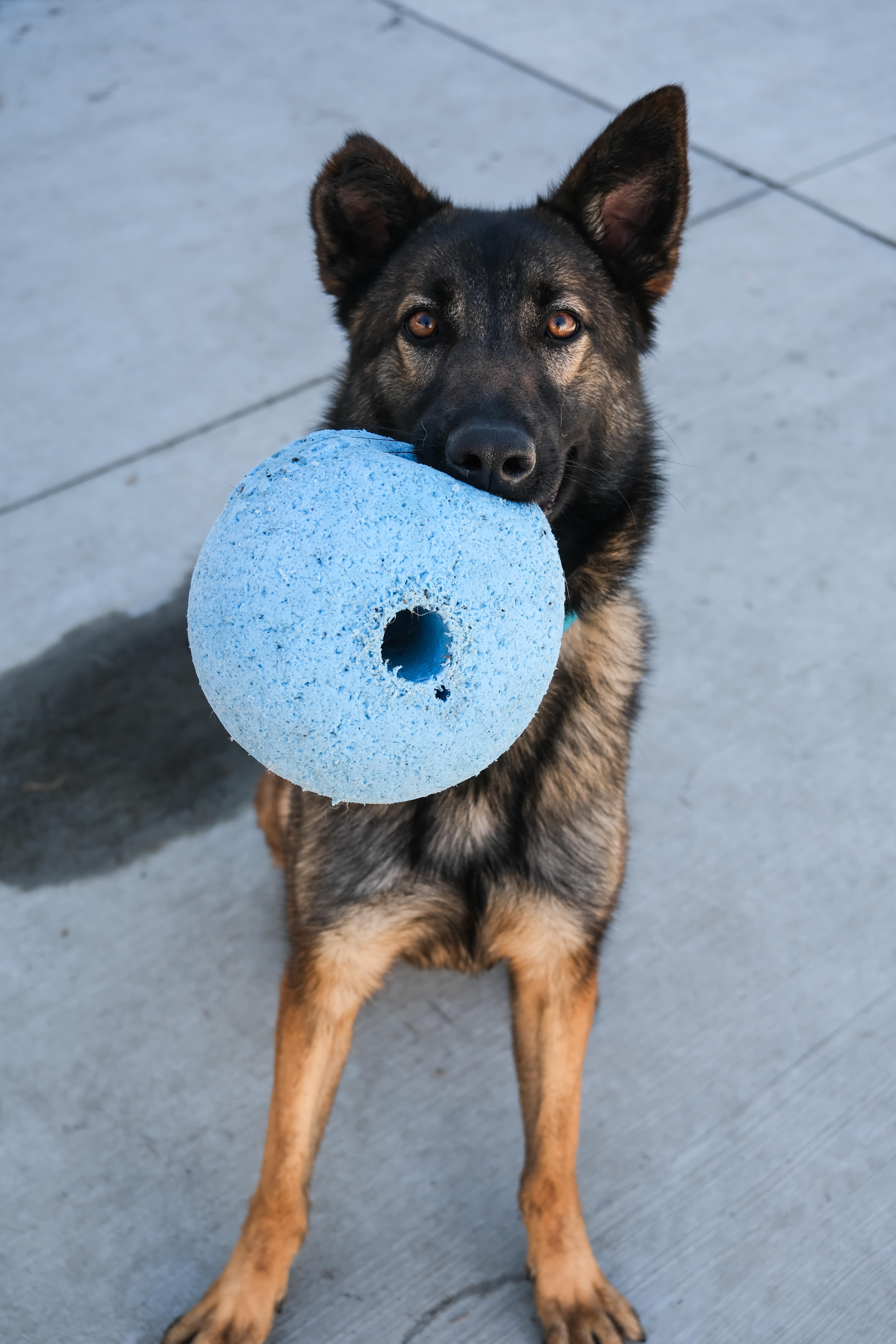 Willow, ADOPTABLE, Young Female German Shepherd Dog.