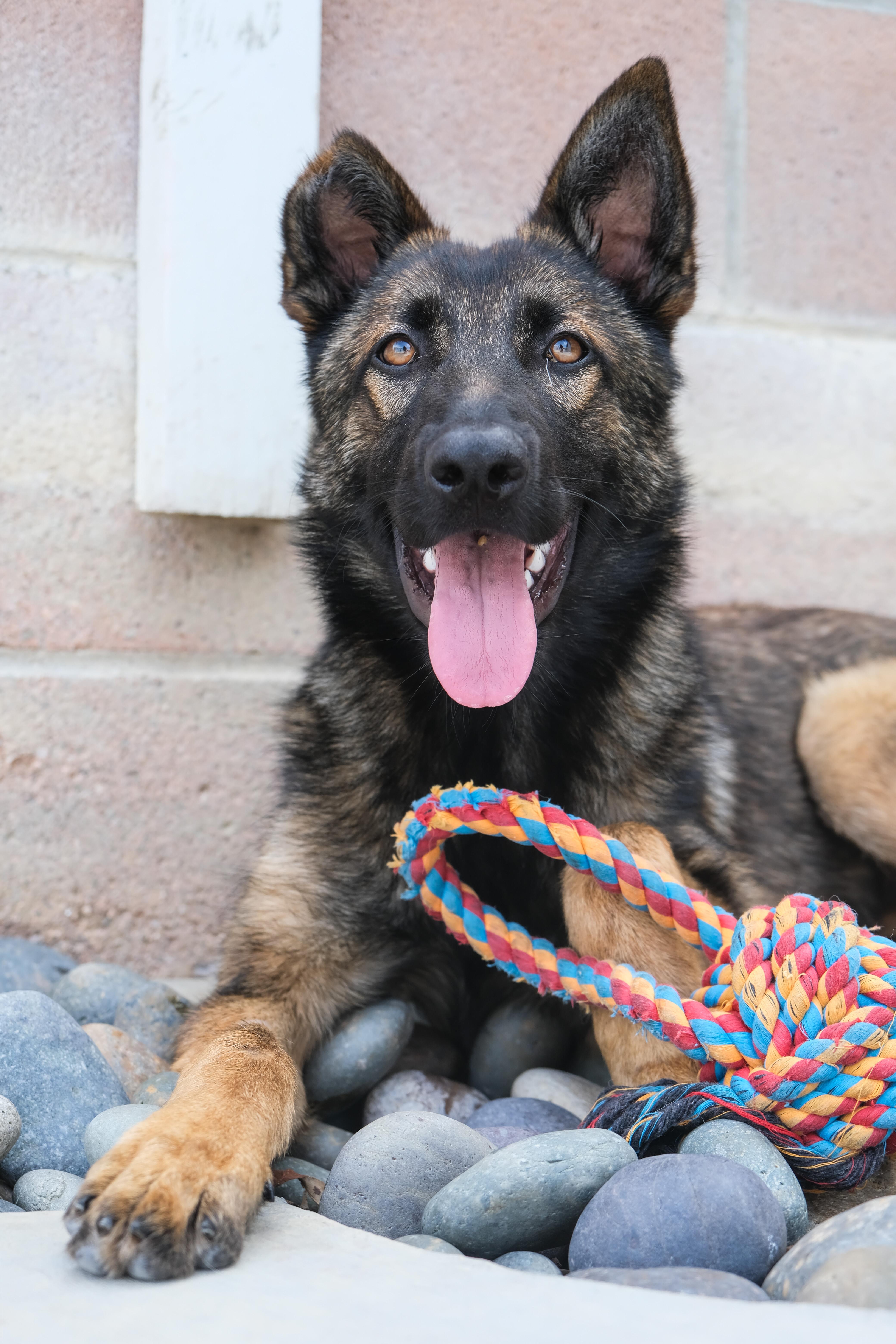 Enlarge Willow, a ADOPTABLE German Shepherd Dog in Newport Beach, CA image 4/5