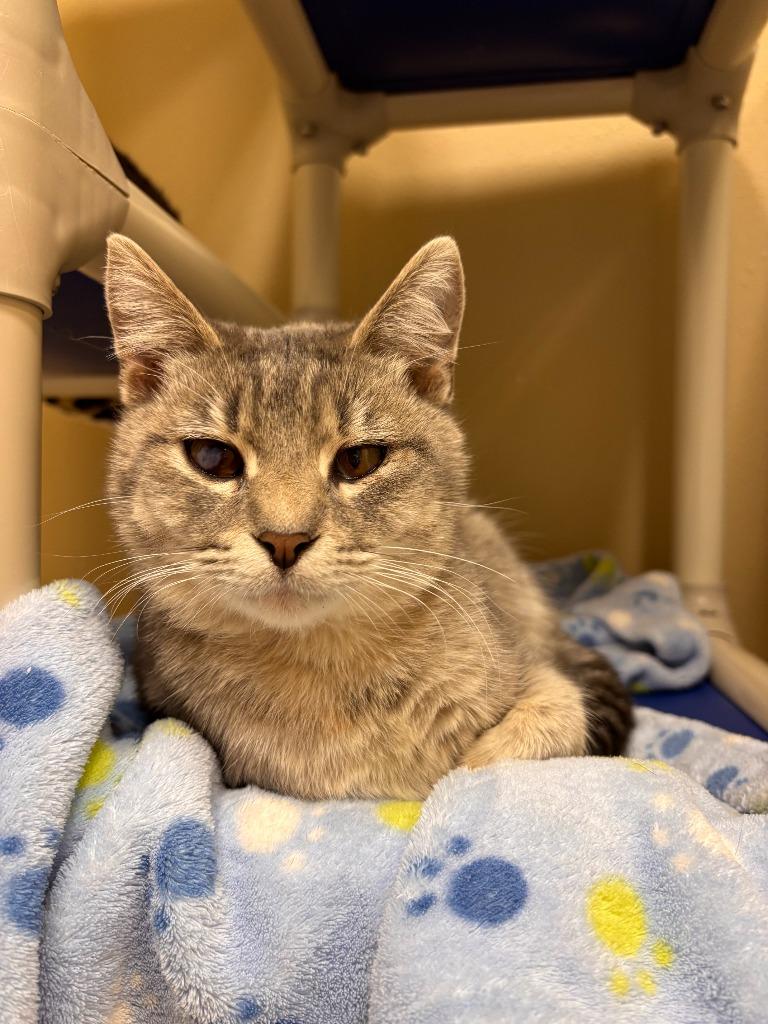 Goober, Adoptable, Kitten Female Domestic Short Hair.