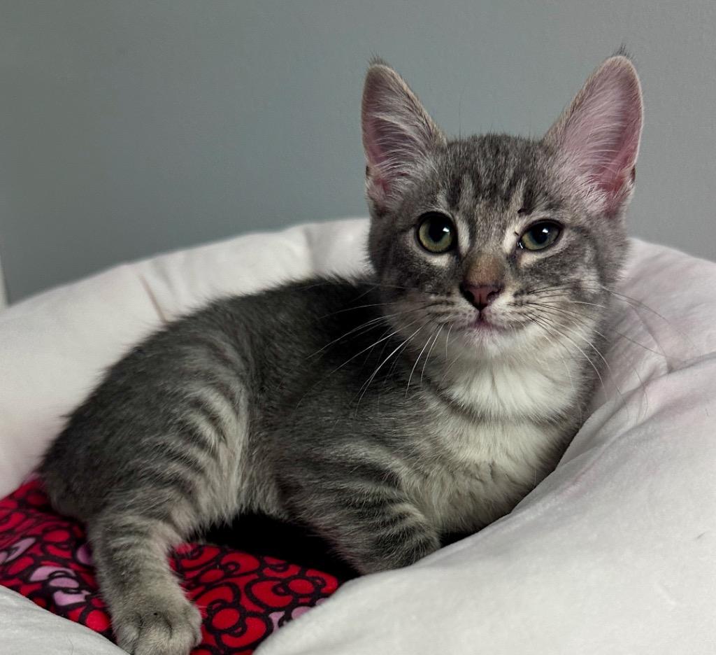 Emma, Adoptable, Kitten Female Domestic Short Hair.