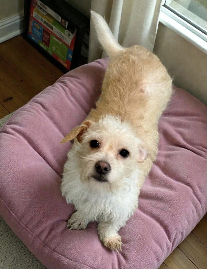 Geneva, ADOPTABLE, Adult Female Maltipoo.