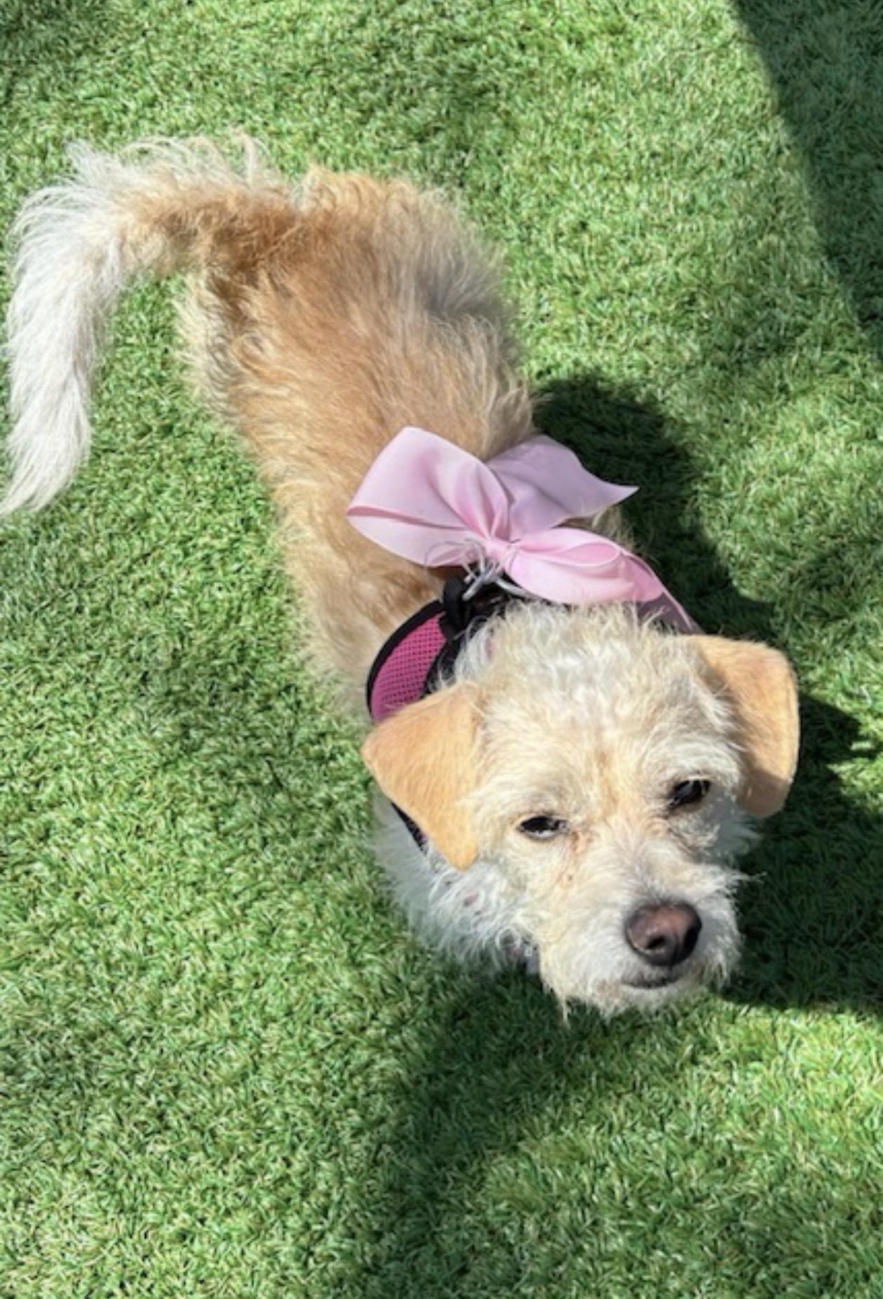 Geneva, a ADOPTABLE mixed breed in Oceanside, CA image 2/2