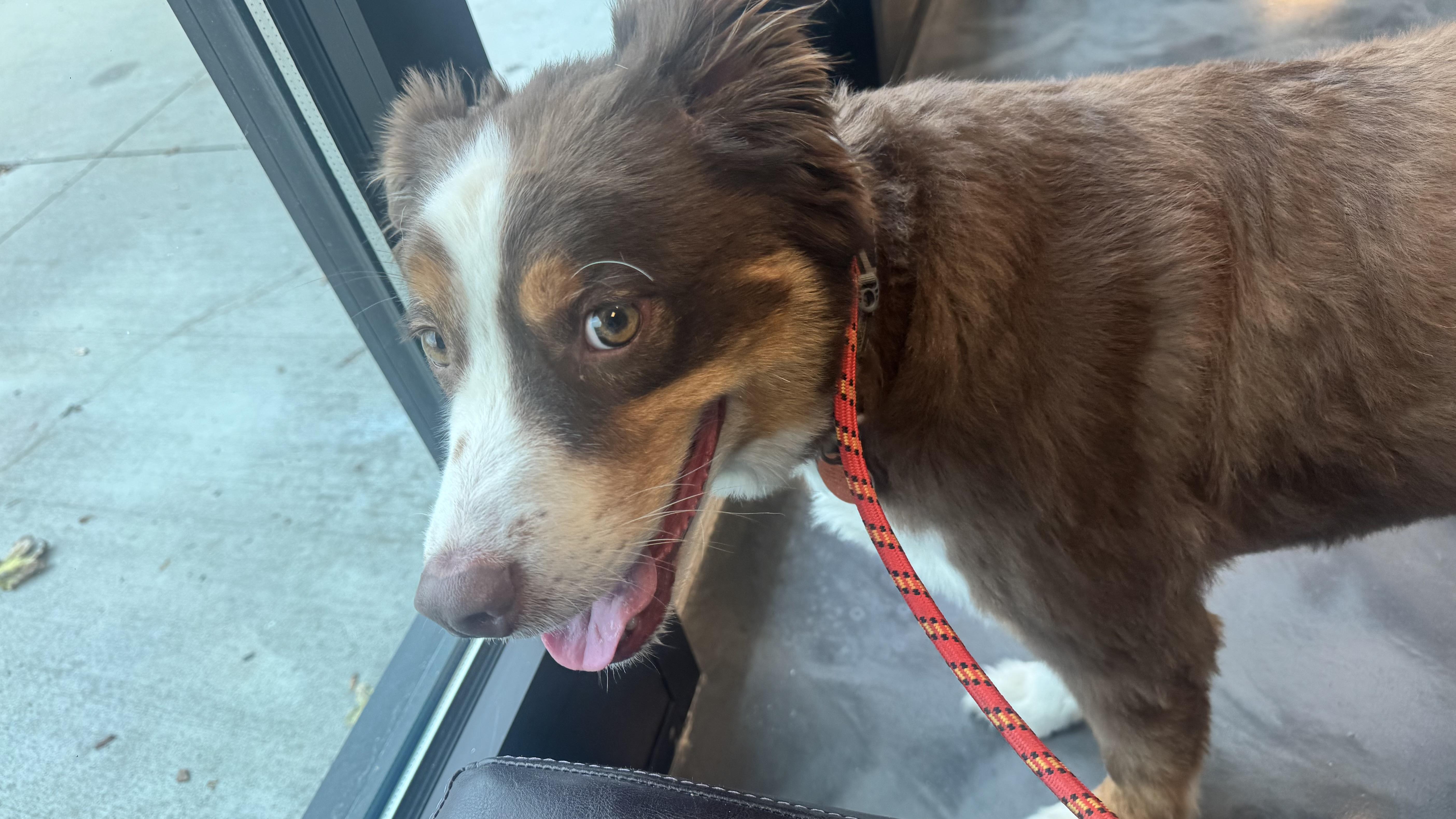 Enlarge Zuko, a Adoptable Australian Shepherd in Louisburg, KS image 6/6