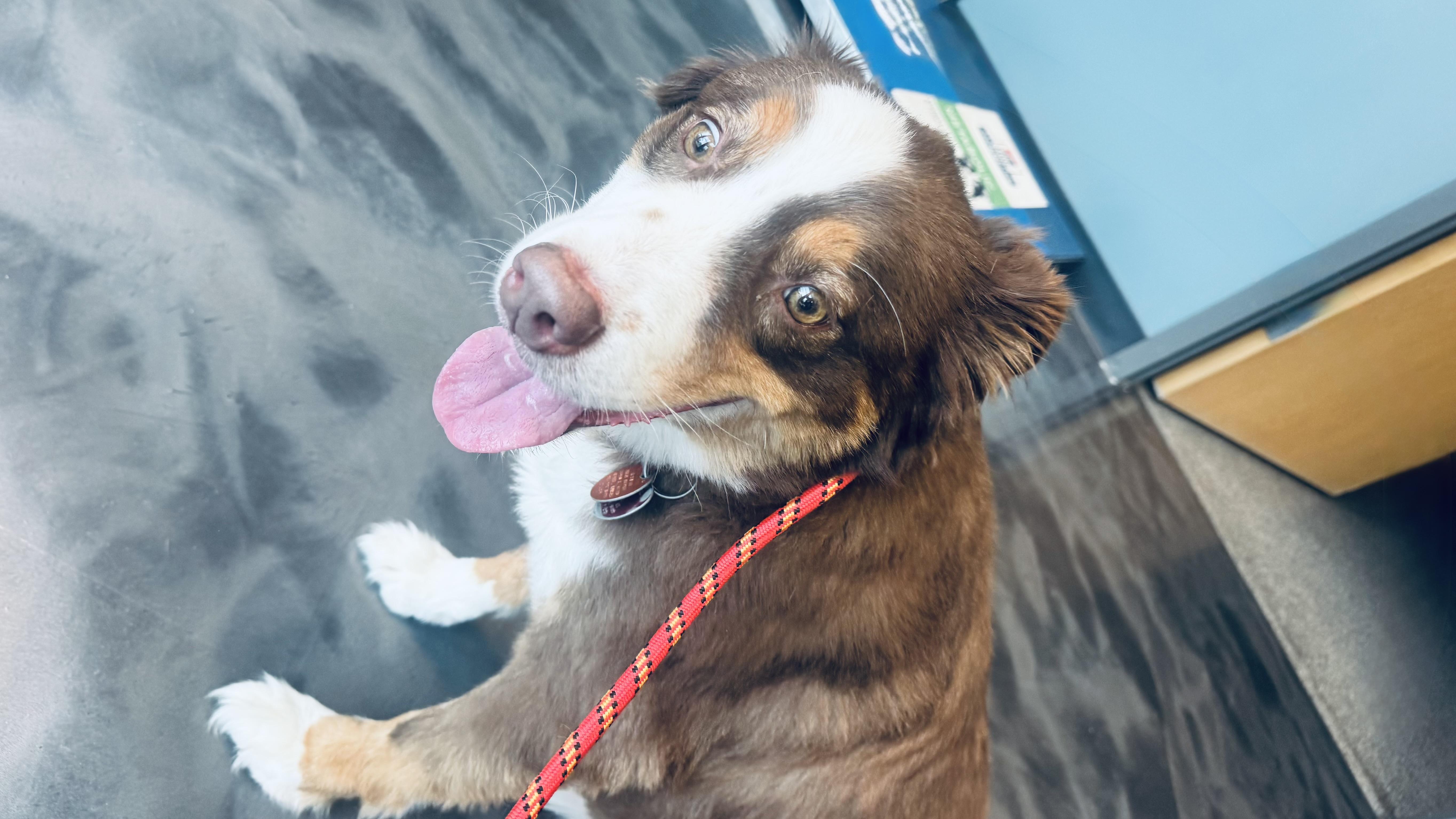 Enlarge Zuko, a Adoptable Australian Shepherd in Louisburg, KS image 4/6