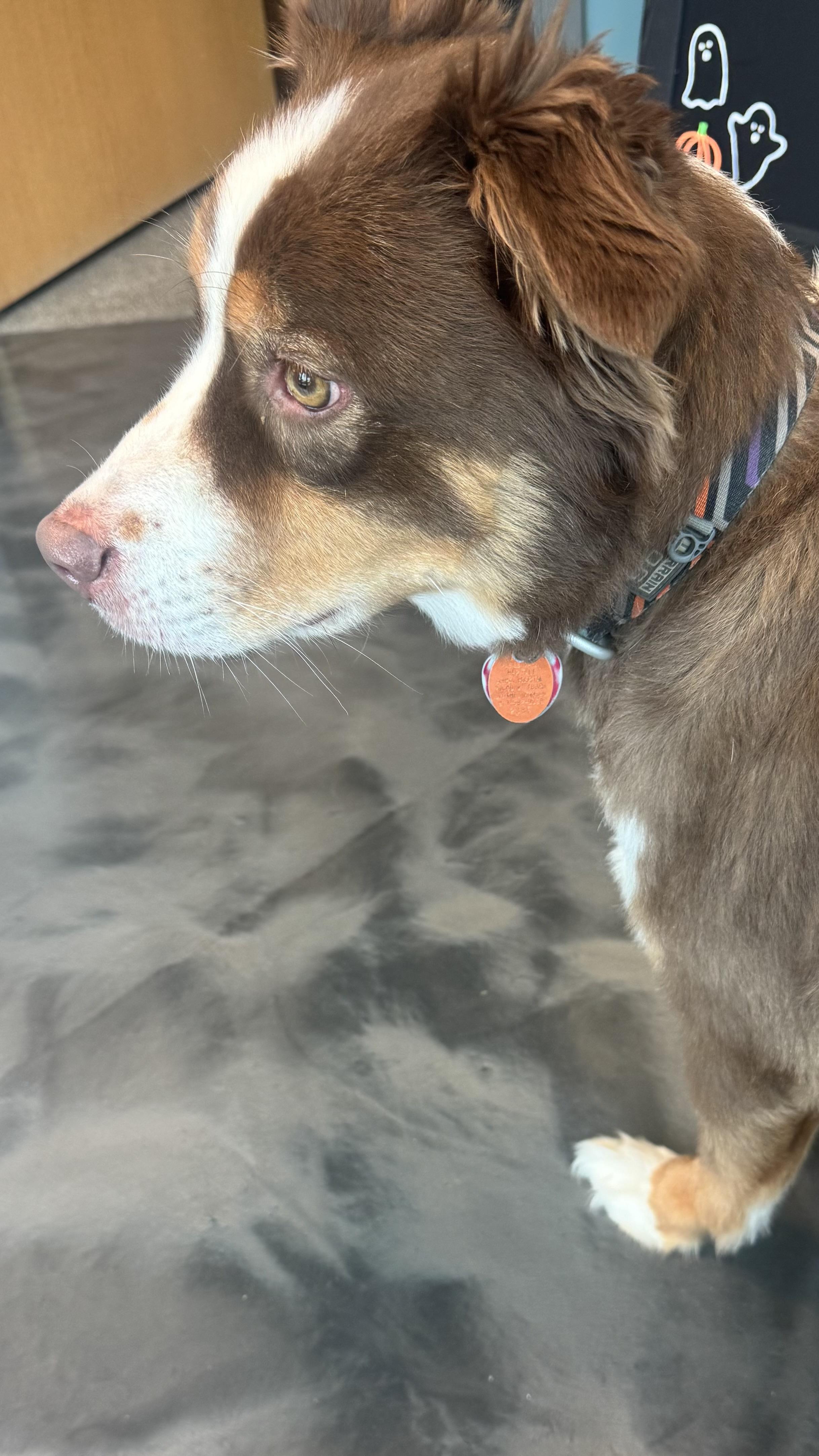 Enlarge Zuko, a Adoptable Australian Shepherd in Louisburg, KS image 5/6