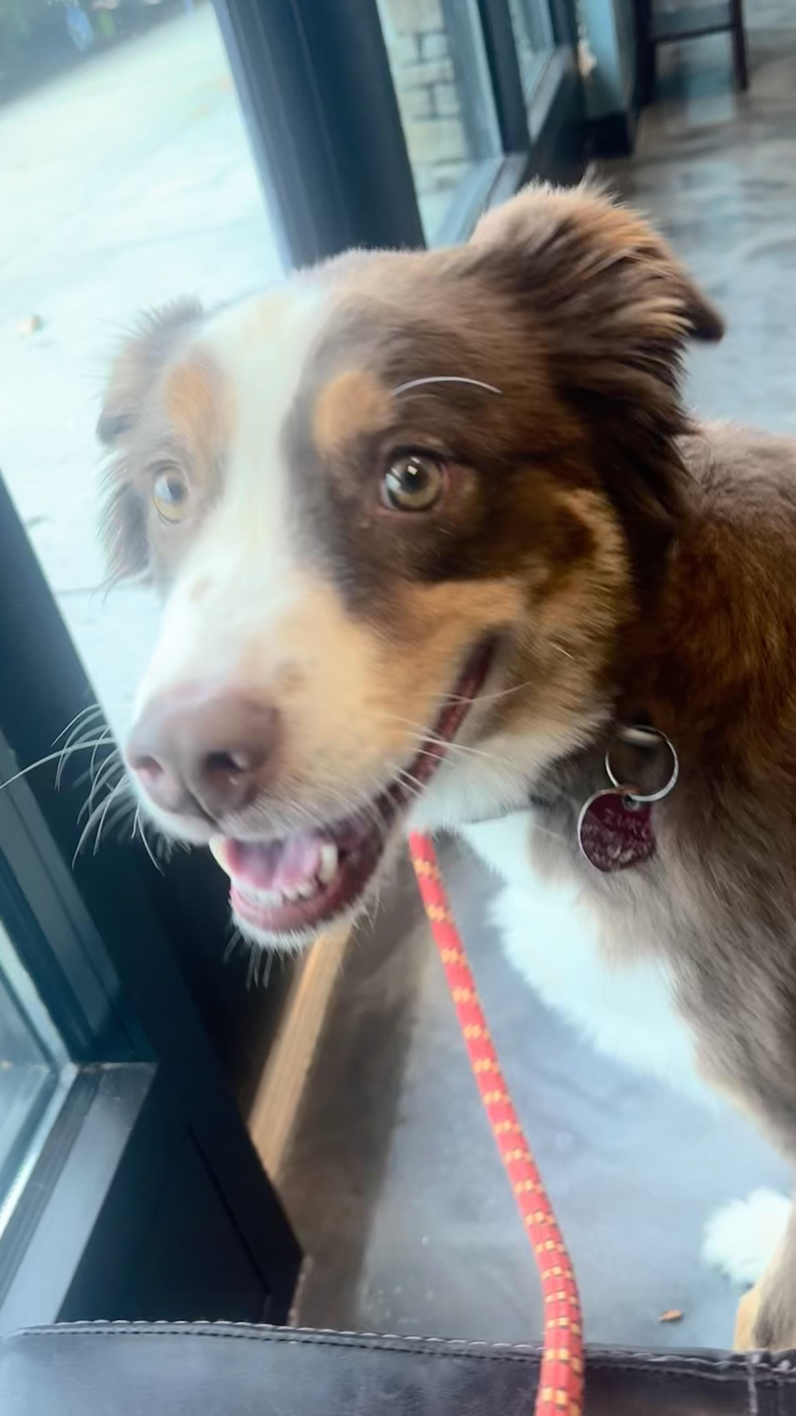 Enlarge Zuko, a Adoptable Australian Shepherd in Louisburg, KS image 2/6