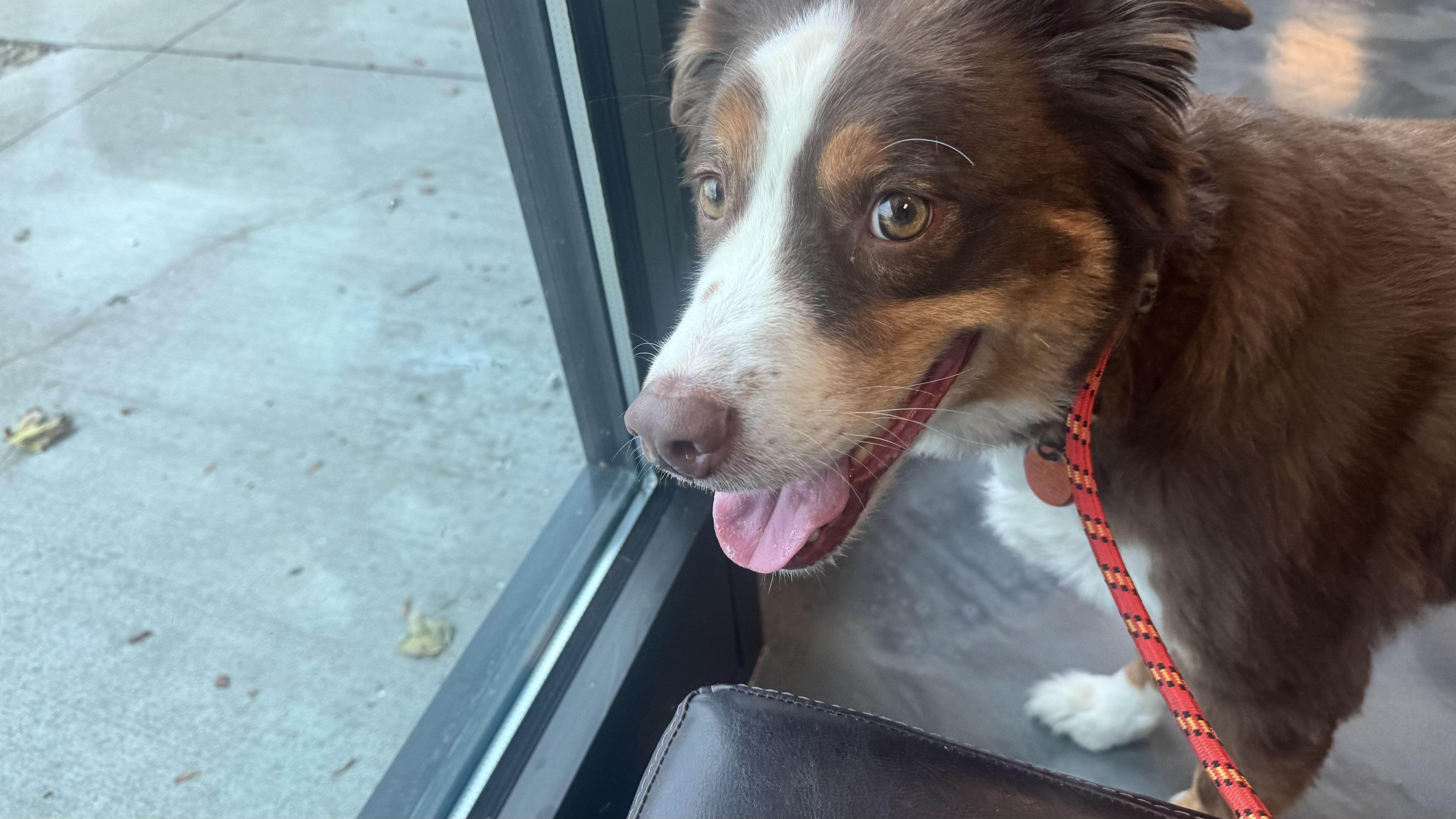 Zuko, Adoptable, Adult Male Australian Shepherd.