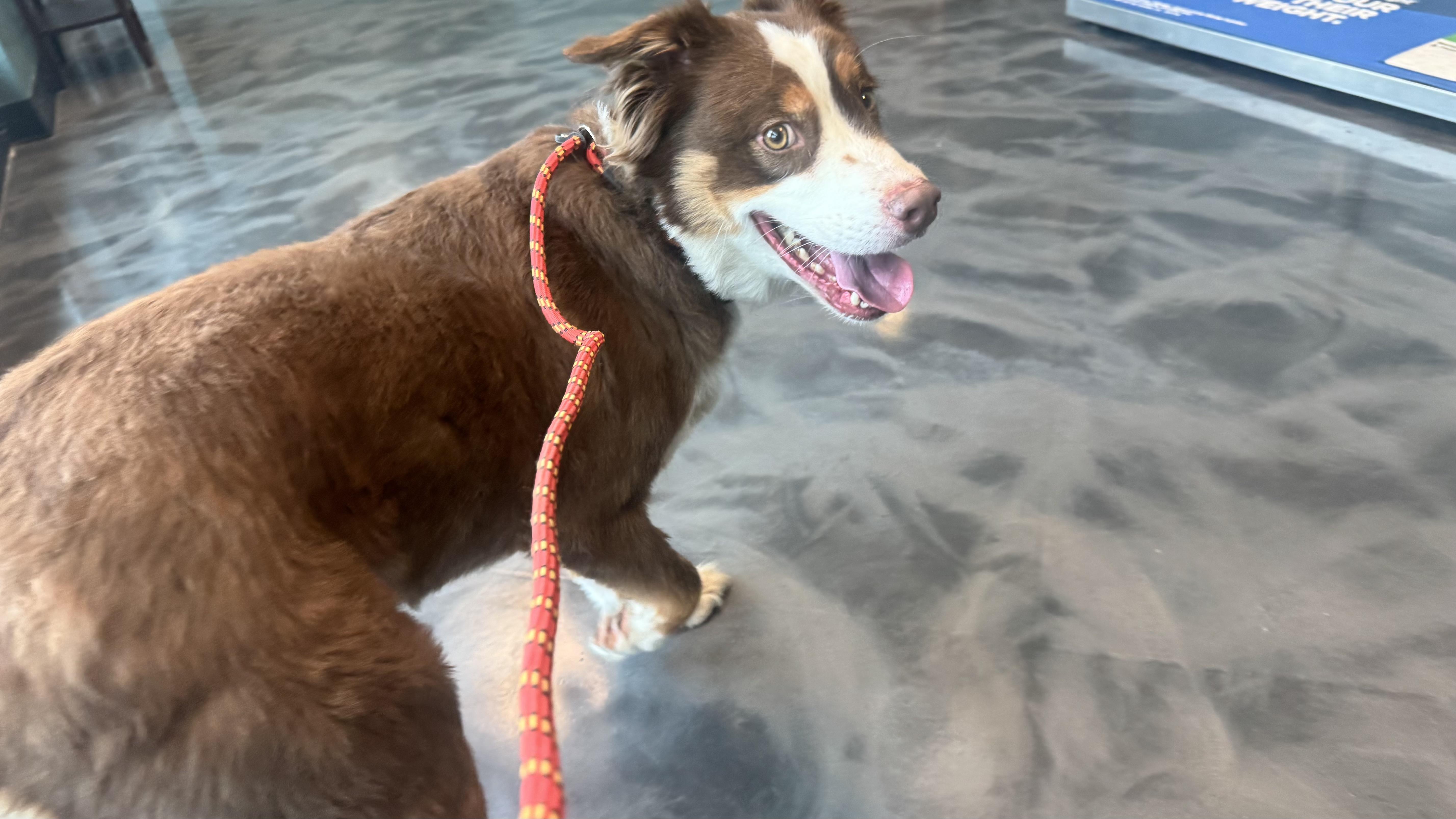 Enlarge Zuko, a Adoptable Australian Shepherd in Louisburg, KS image 3/6