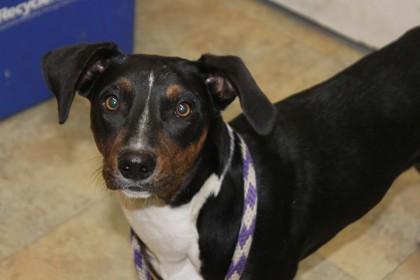 Enlarge Walker, a Adoptable mixed breed in Picayune, MS image 1/3